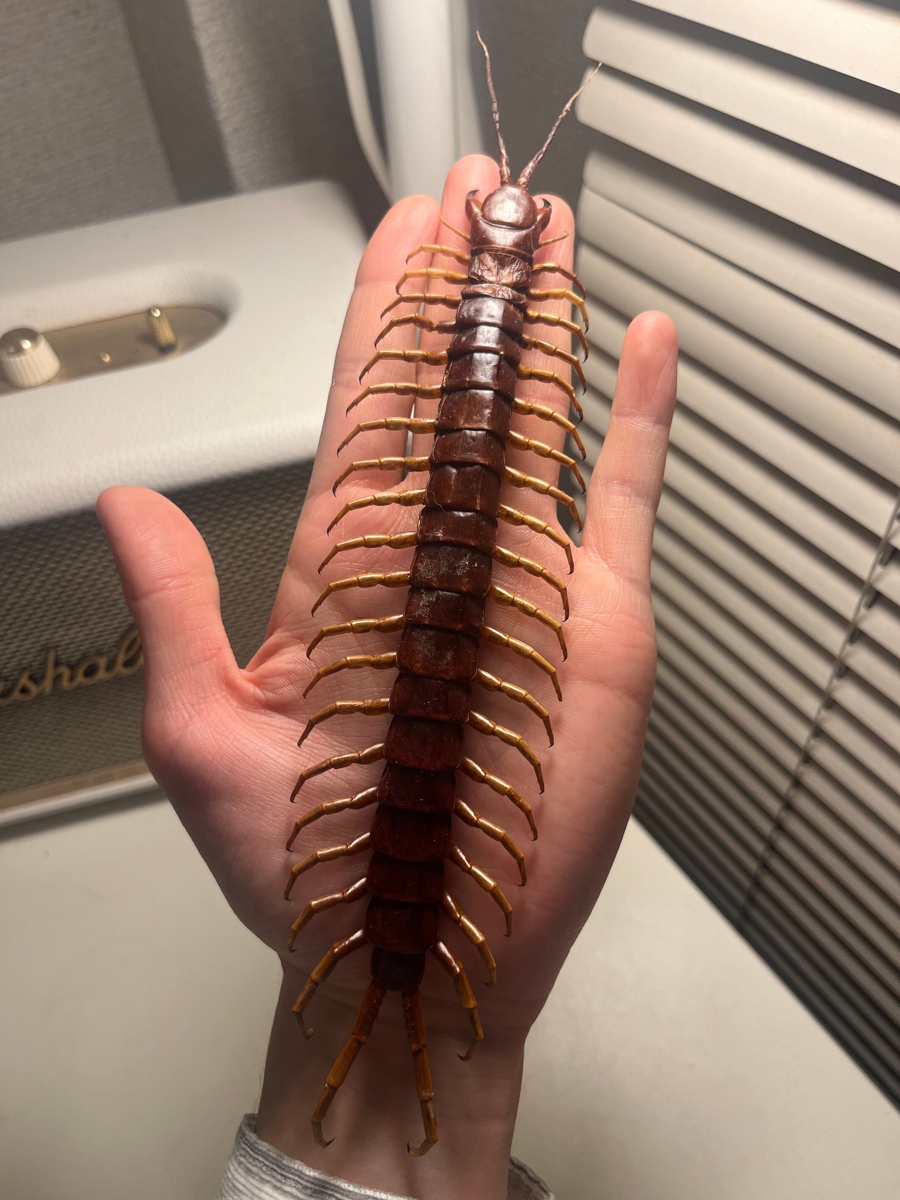 標本】スラウェシブラックセンチピード Scolopendra subspinipes