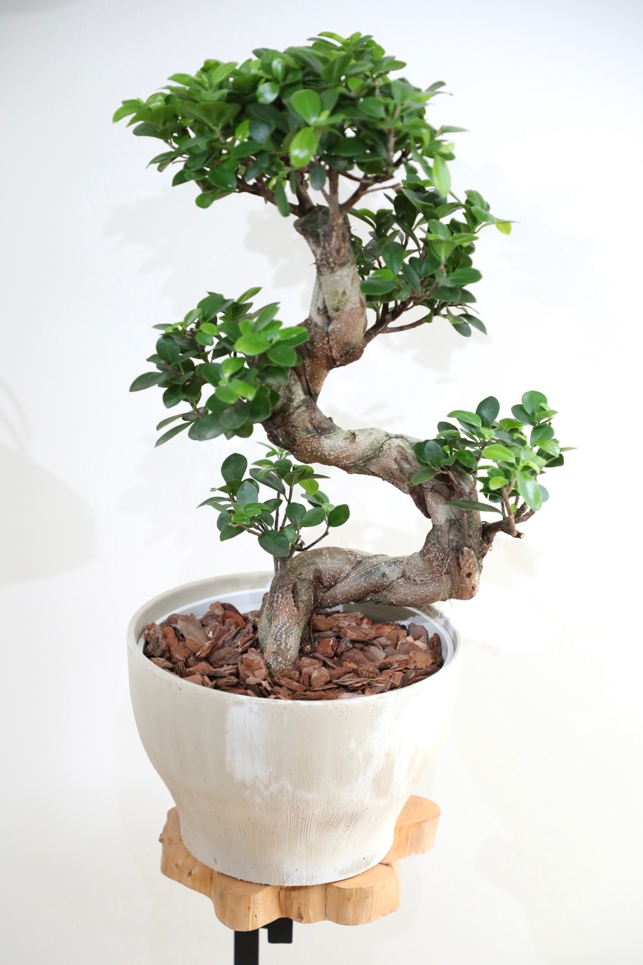 【M】ガジュマル 曲げ木/Ficus microcarpa　※エコアートポット付き