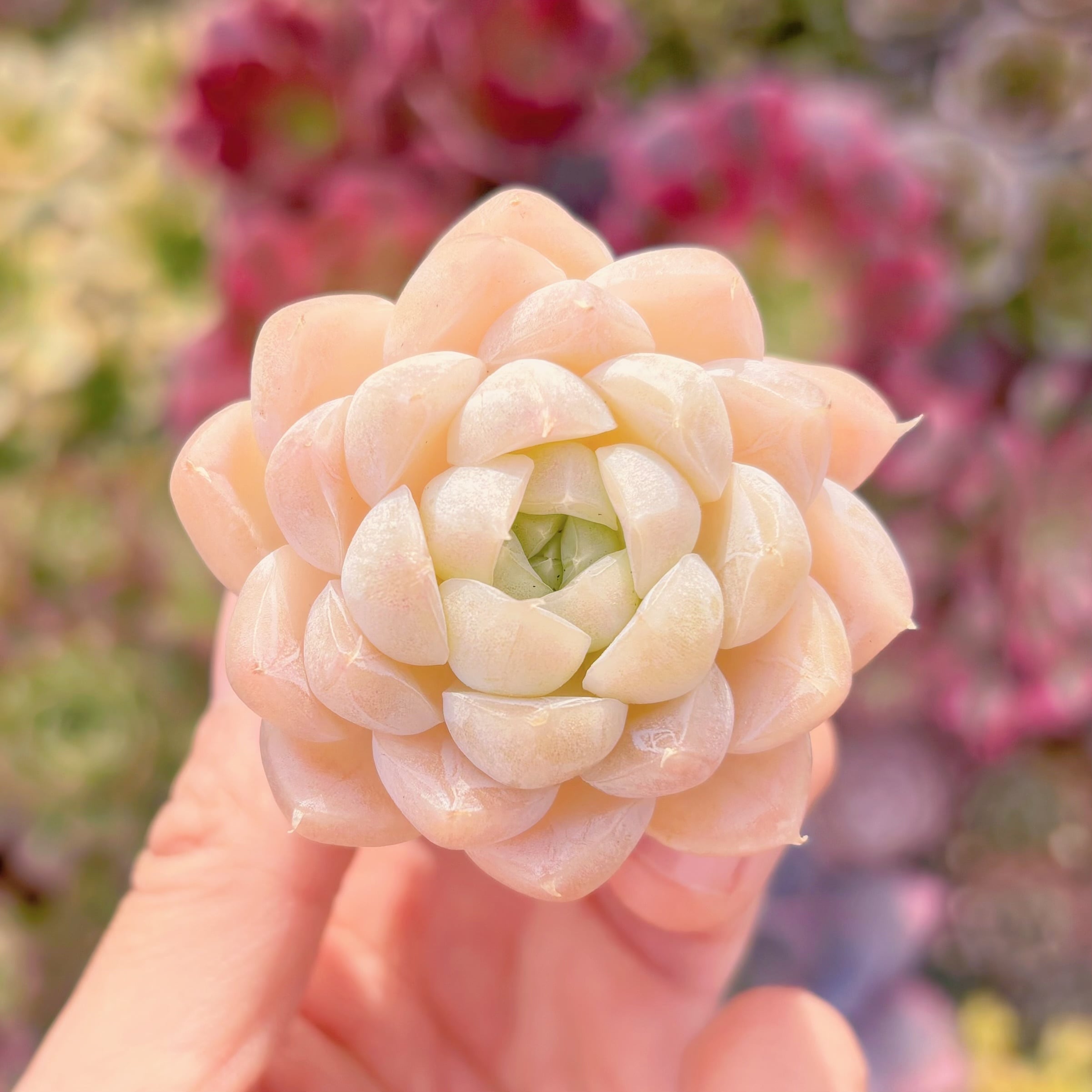 多肉植物　氷川　新入荷　るる農園