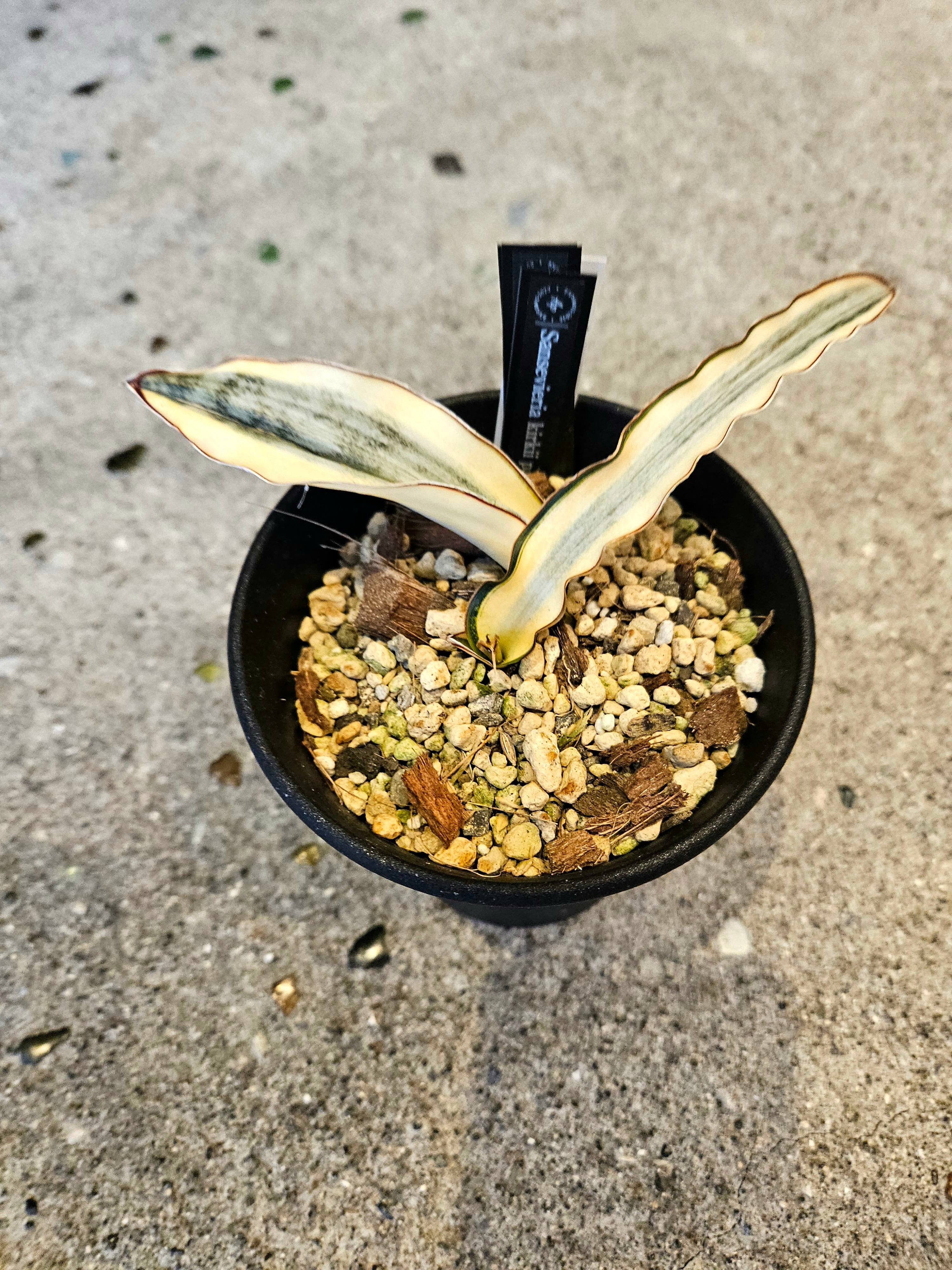 Sansevieria kirkii pulchra v 【artPLANTs】サンスベリア