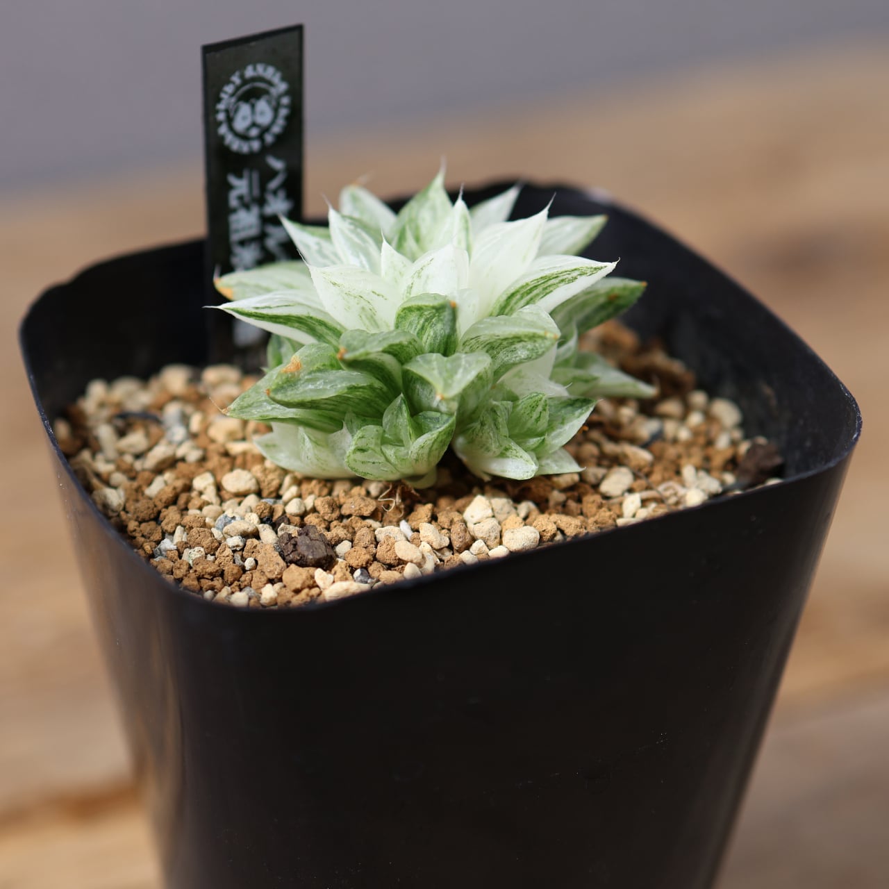 792『ハオルチア 旧氷砂糖錦』 観葉植物【送料無料】 | MARX PLANTS