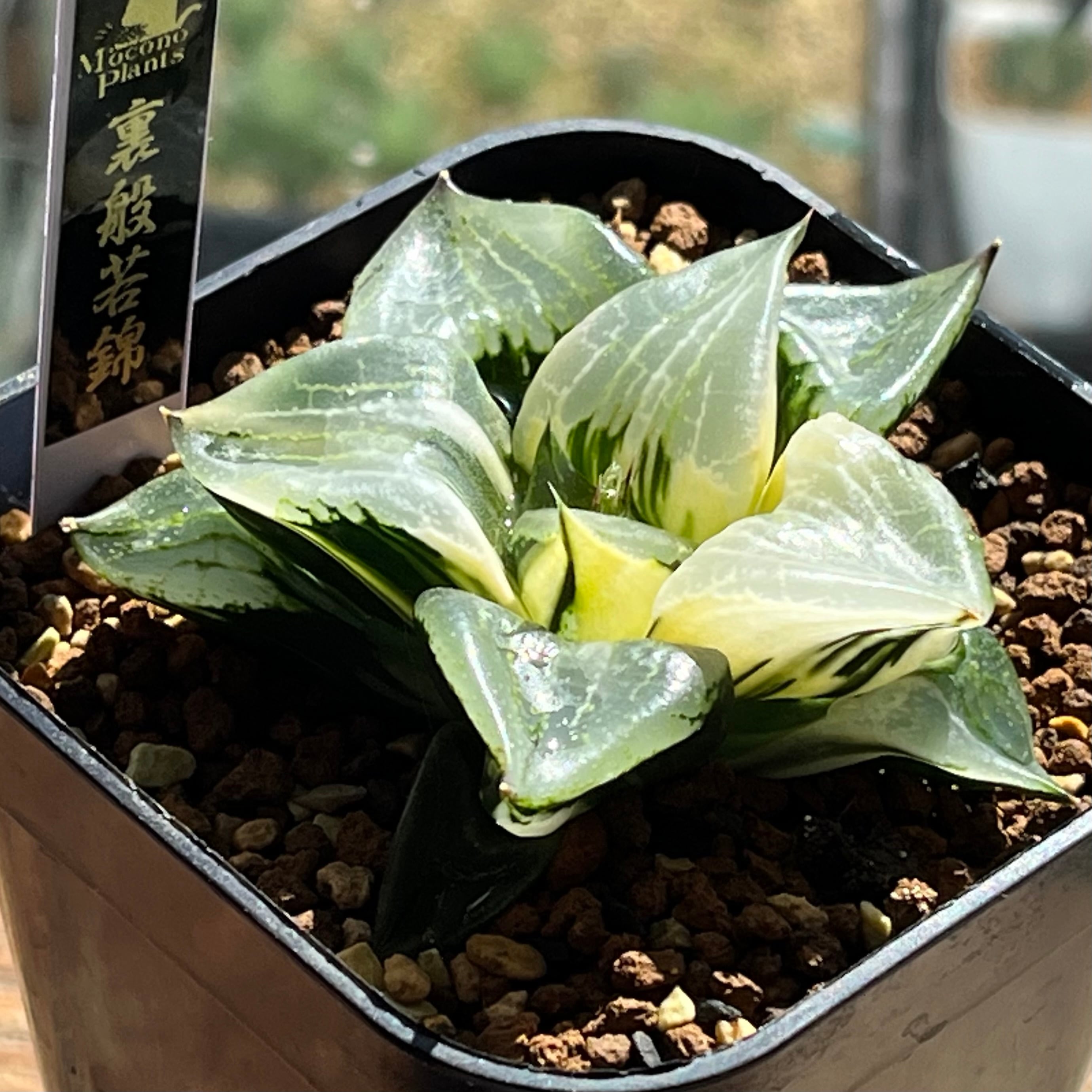 ハオルチア ブルコン般若 | mocono_plants