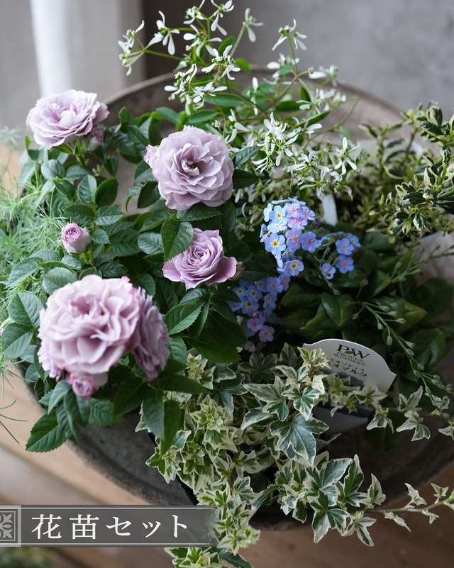 【花苗セット】 アークトチスとデルフィニウムの爽やか白×青の花苗セット