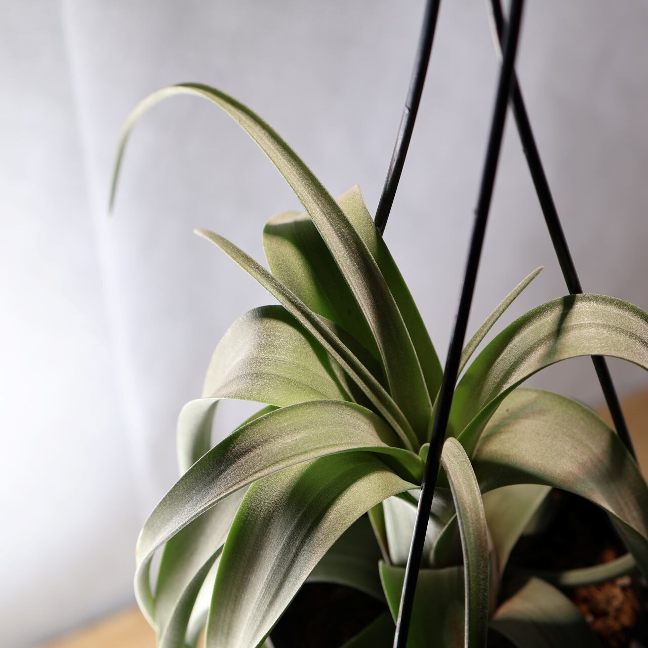 347 くるくるカール『チランジア カーリースリム Tillandsia Curly