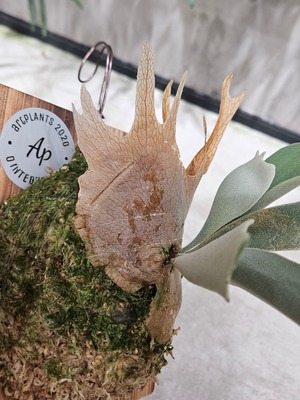 P.veichii Auburn River ×　P.willinckii cv. Yellow Moon Sporelings 【artPLANTs/PLANTS GARAGE 】ビカクシダ#Platycerium