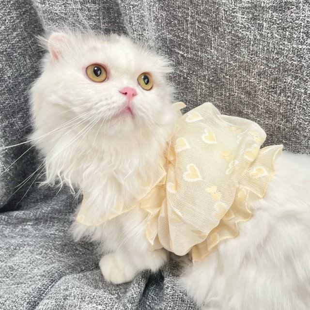 Heart Balloon Tops 猫　キャットウェア　猫グッズ　