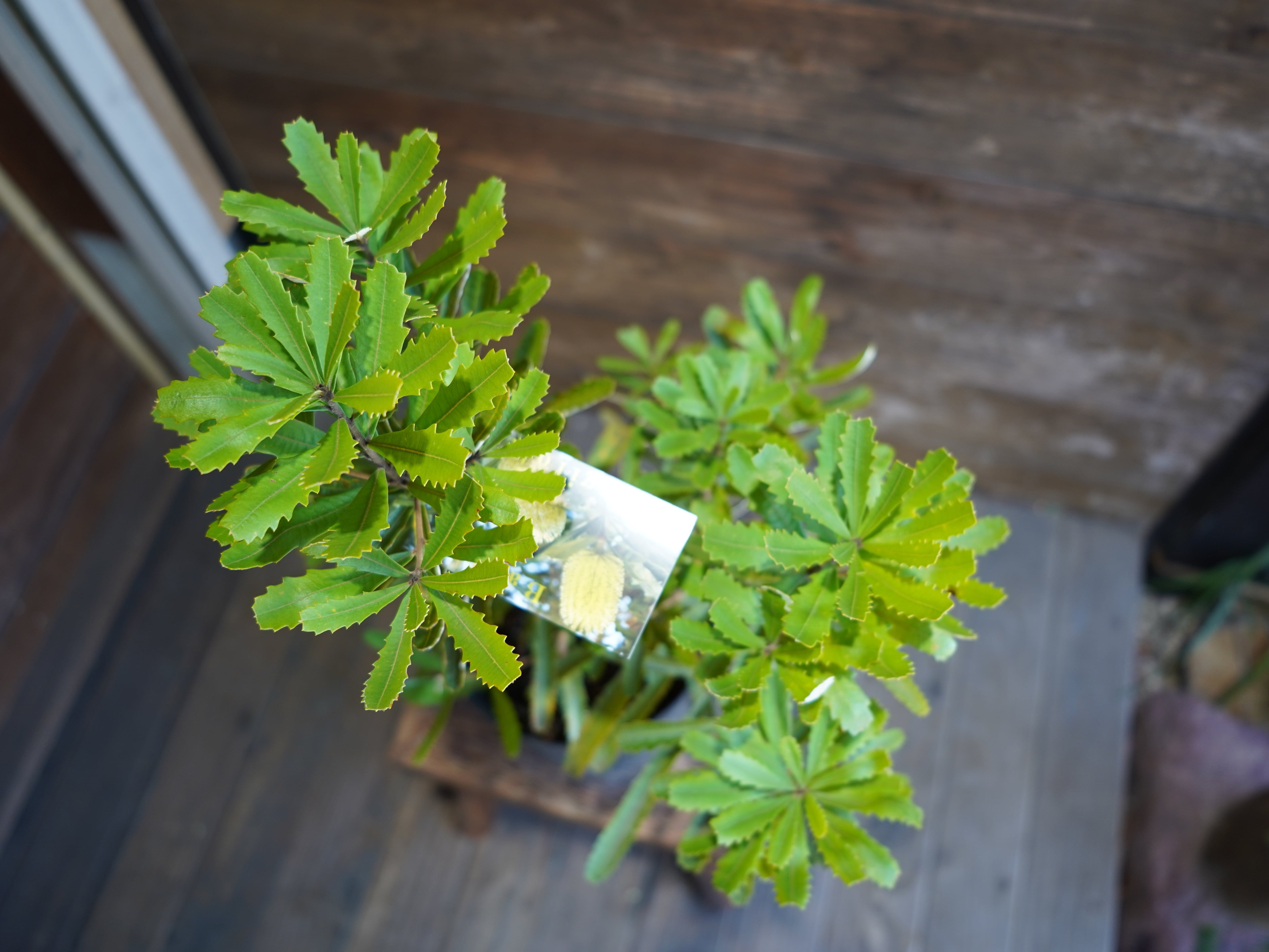 【現物】バンクシア　”オブロンギフォリア”　A