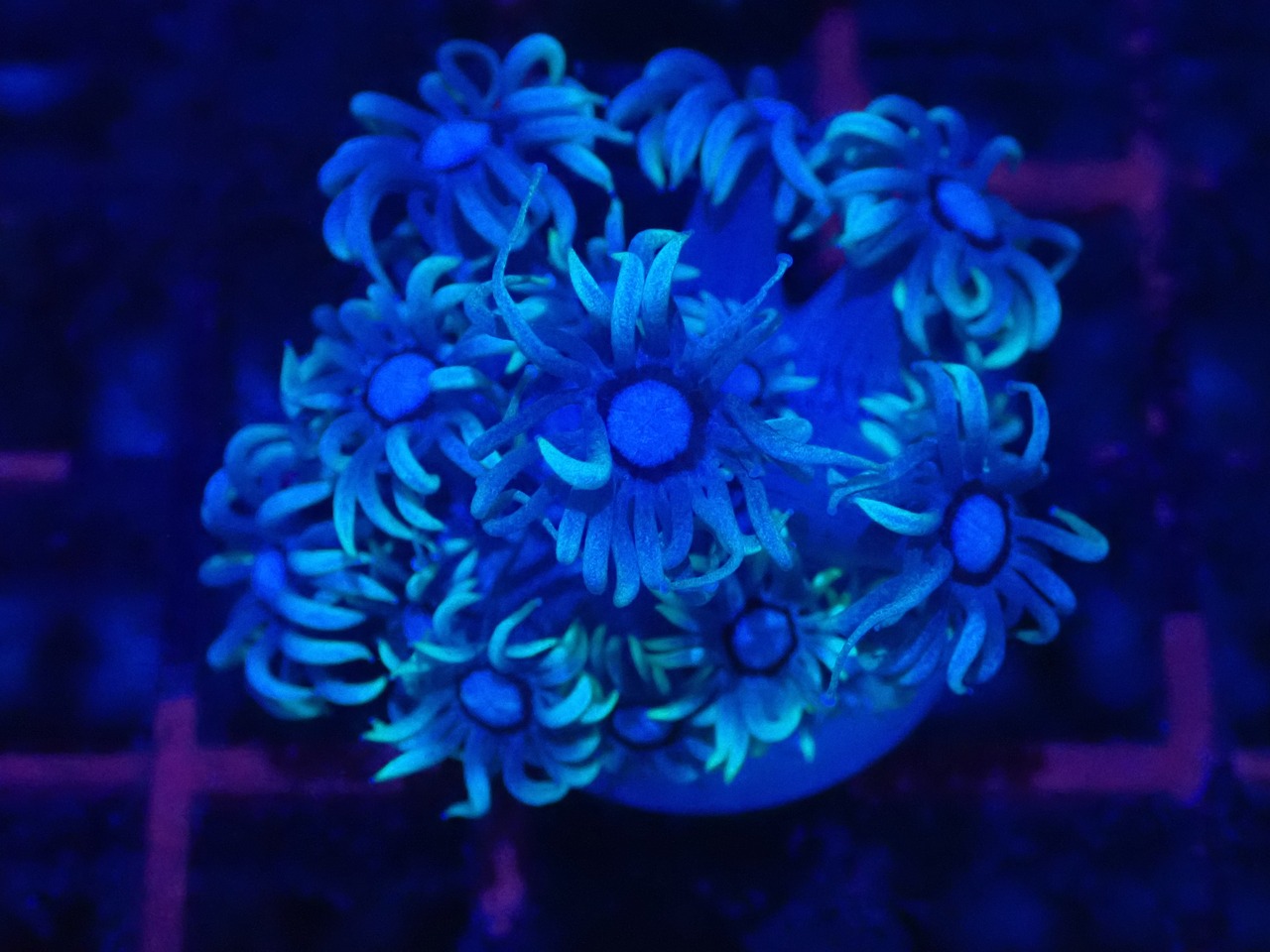 Goniopora WhiteBlue FromAustralia 3