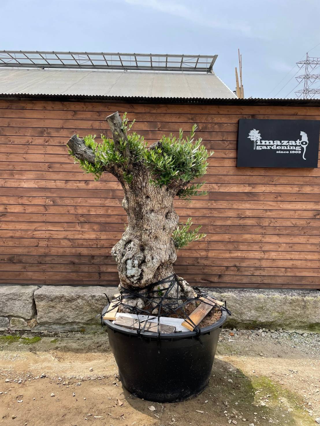 スペイン産オリーブ 古木 And Leaf アンドリーフ 観葉植物 大阪市 インテリア 送料無料