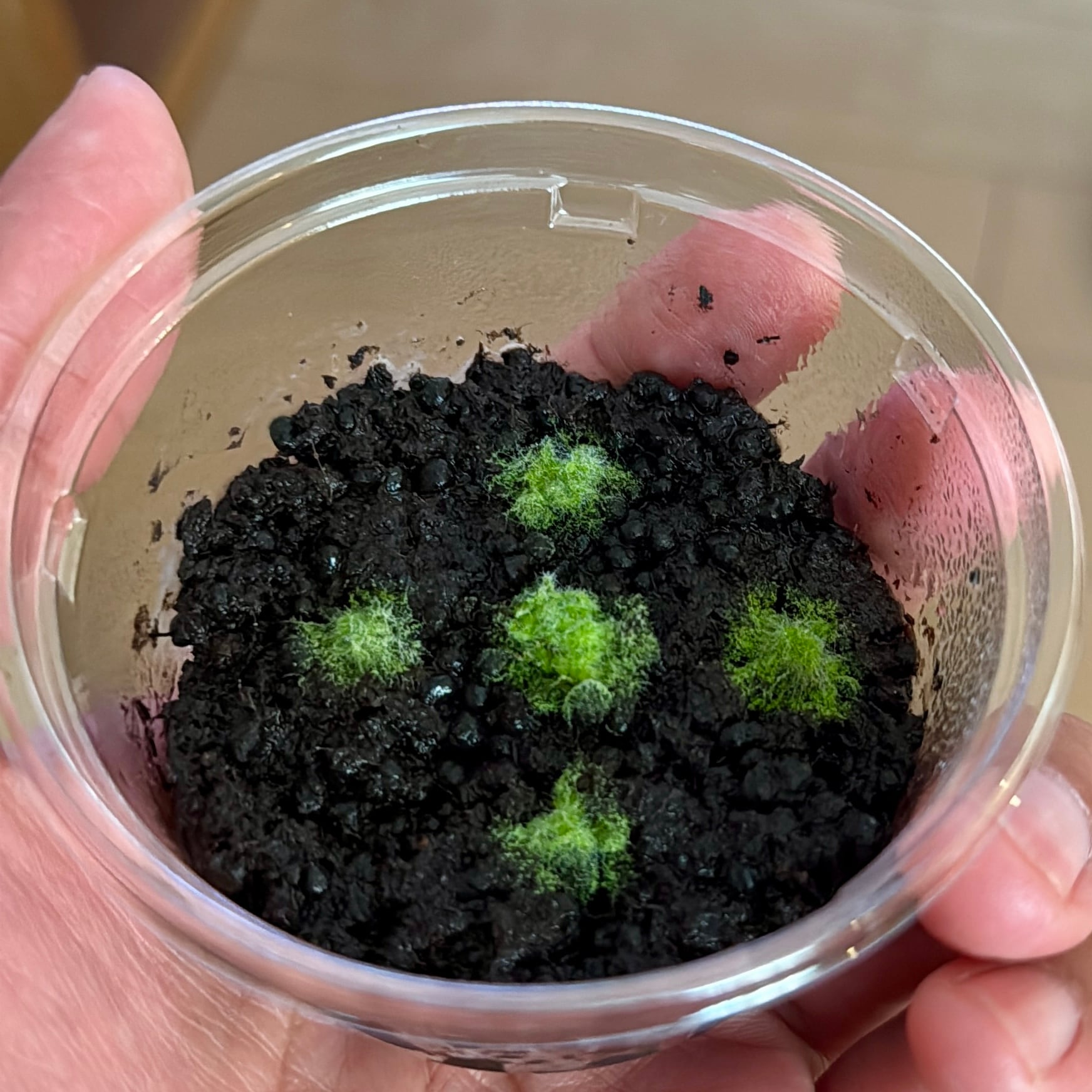 レア　希少　ヒカリゴケ　原糸体多　③ ヒカリゴケ（期間限定） | 苔楽ショップオンライン