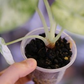 Alocasia Ninja Tricolor│アロカシア ニンジャ トリカラー②│観葉植物