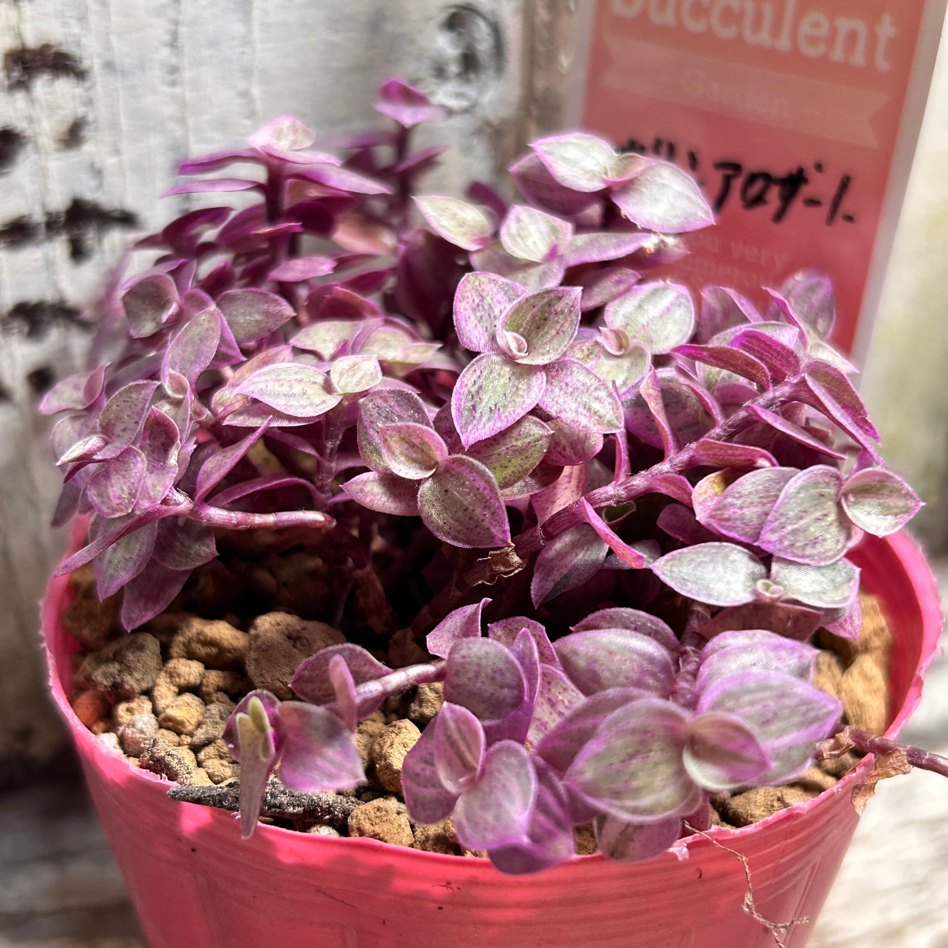 カリシア ロザート 9cmロング カリシア ロザート 9cmロング 【公式通販】