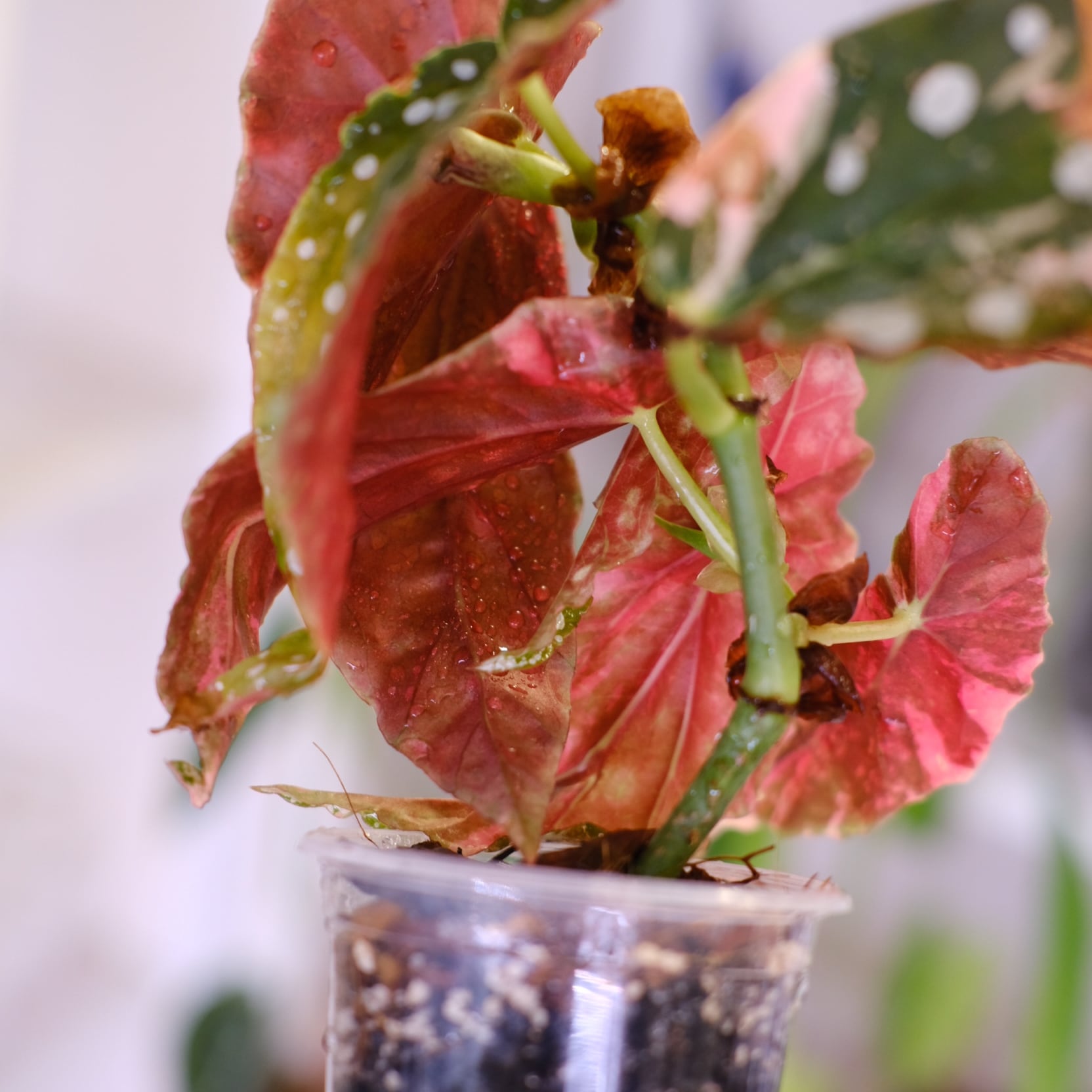 Begonia maculata variegata 'Pink'｜ベゴニア マクラータ ピンク