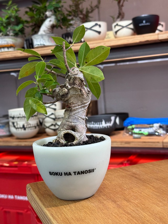 【新着】Ficus microcarpa 【ガジュマル 琉球盆栽】×  ボクタノ鉢 GIDバージョン【BOKU HA TANOSII 】