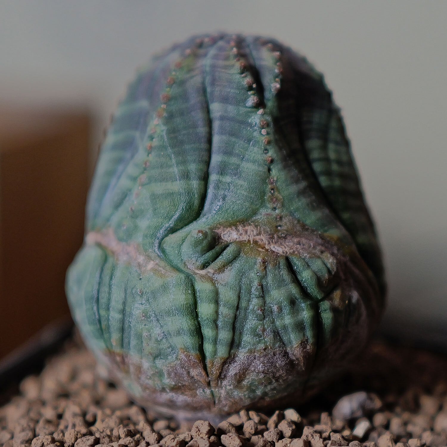 変則捻じれ モンスト オベサ / ユーフォルビア