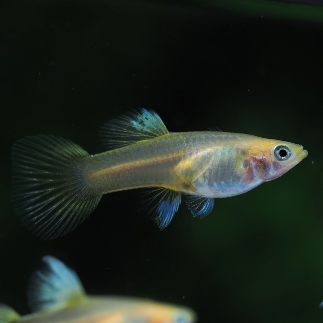 【セール】ゴールデンTaxiリボン　若魚1カルテット