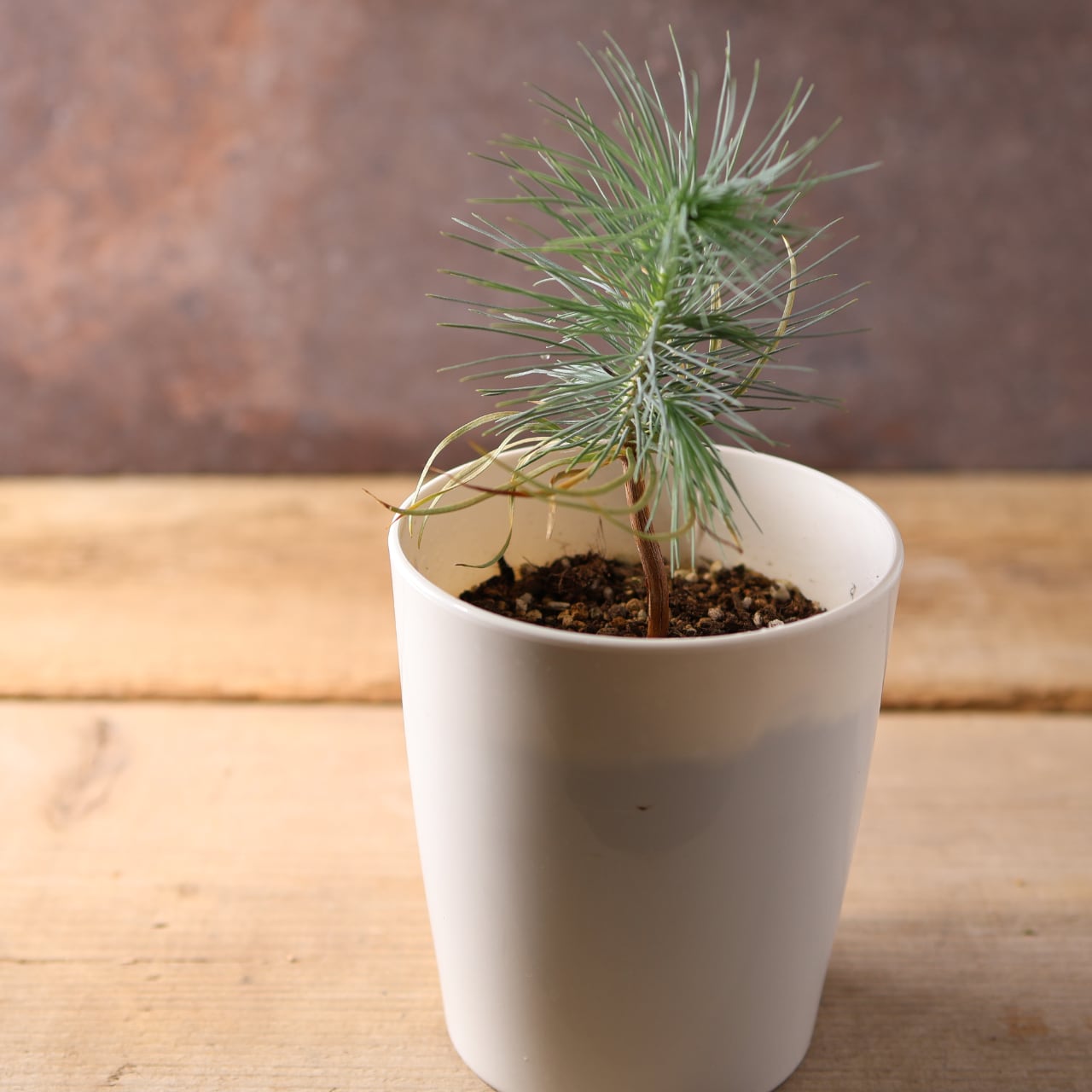 393 力強い樹姿と大粒の実をつける、メキシコ生まれの希少な松