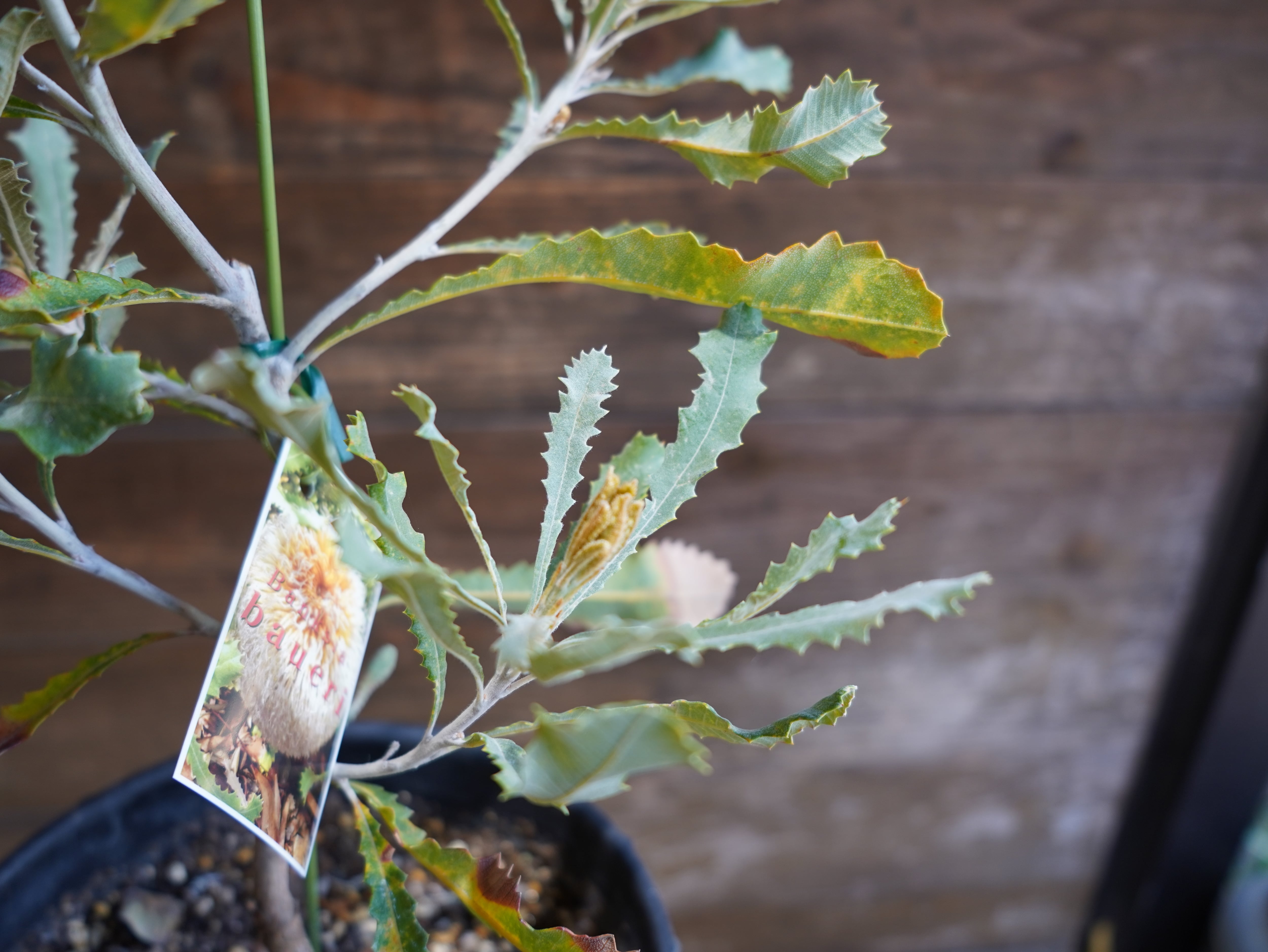 【現物】バンクシア　”バウエリ”　A