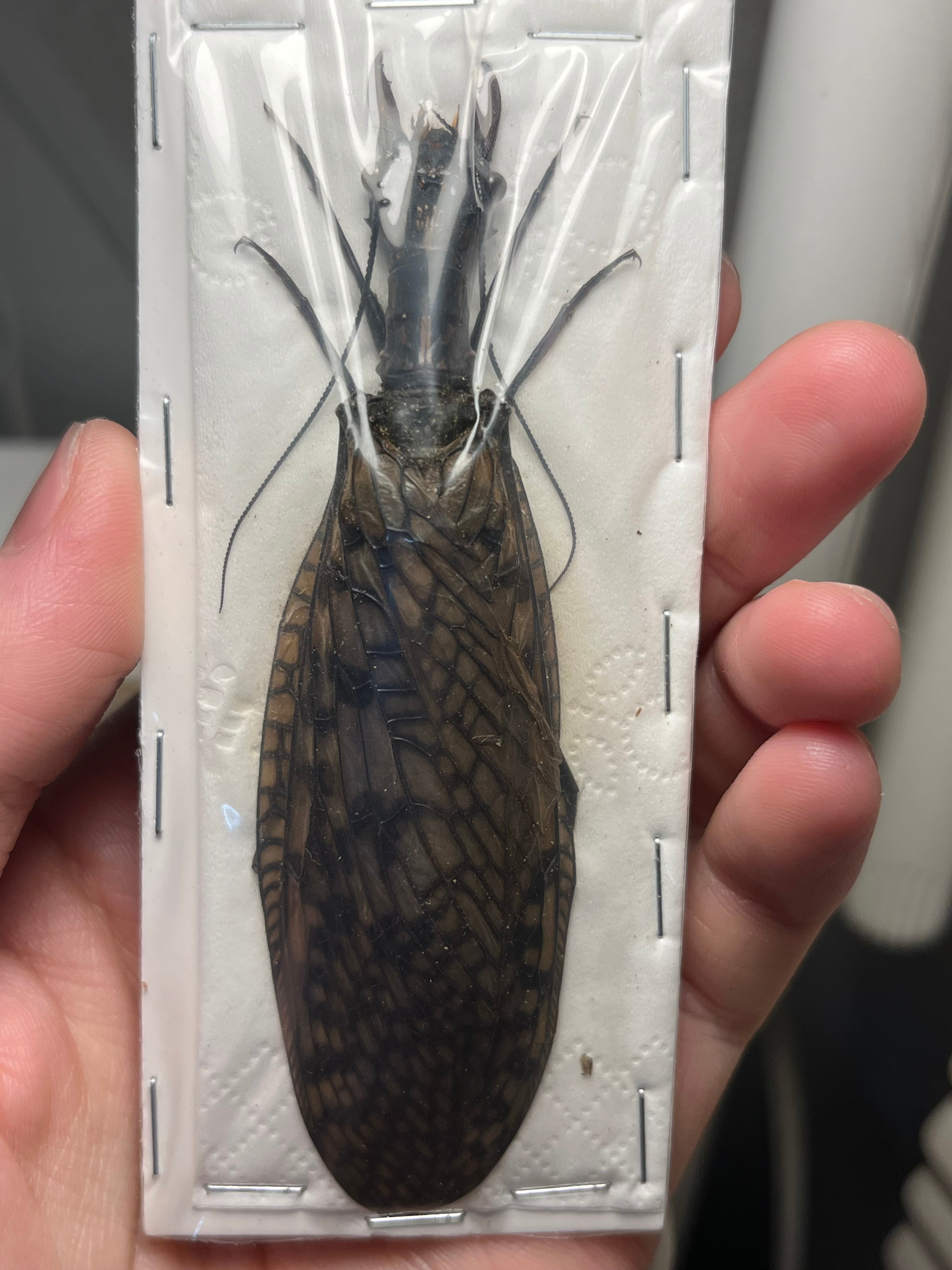 標本 | オモニキチュウ