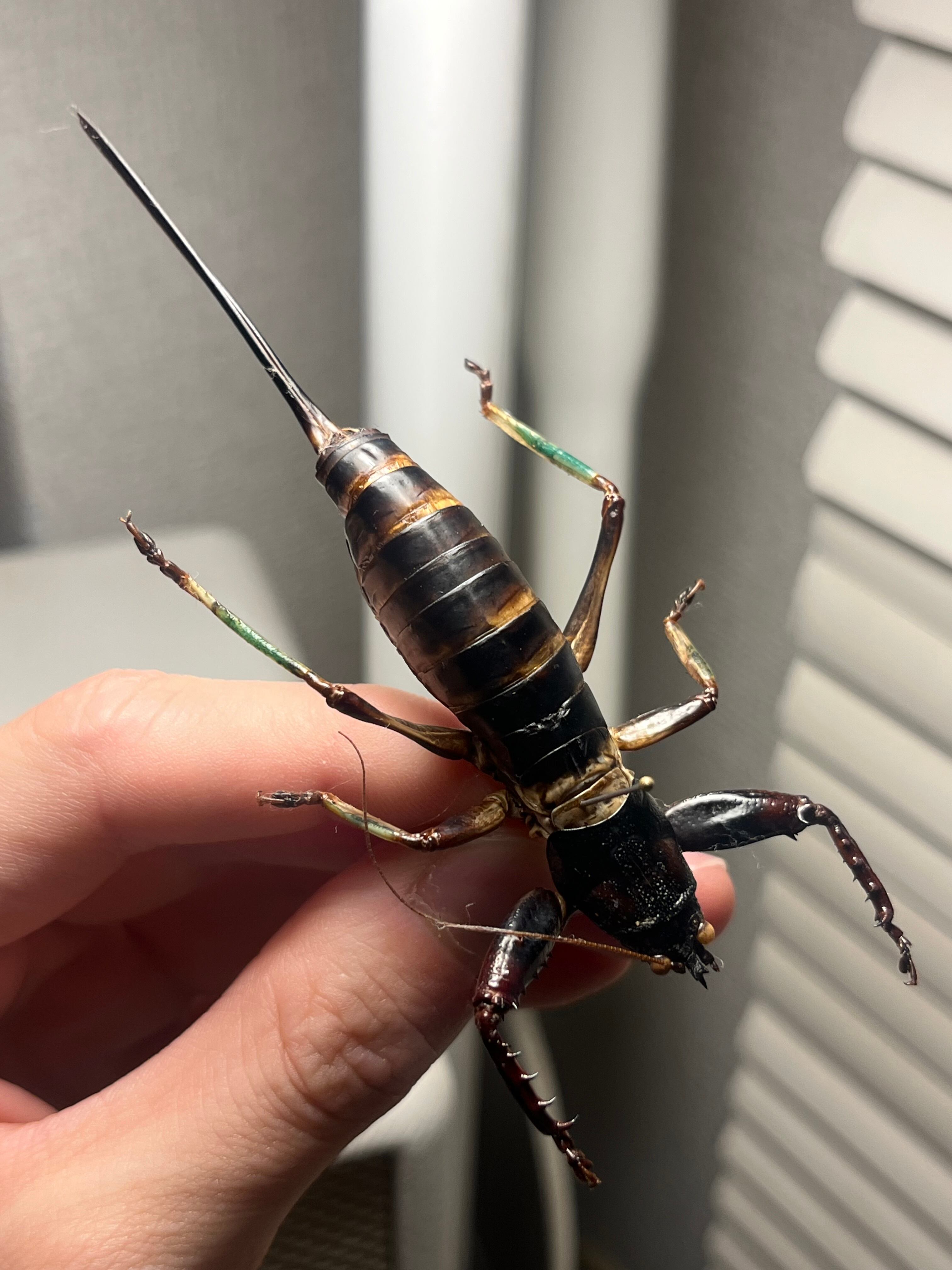 特大美脚】マッチョキリギリス♀ コロギス リオック ロブスター