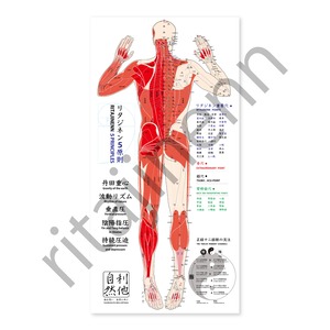 リタジネン式 解剖経穴タオル 後面