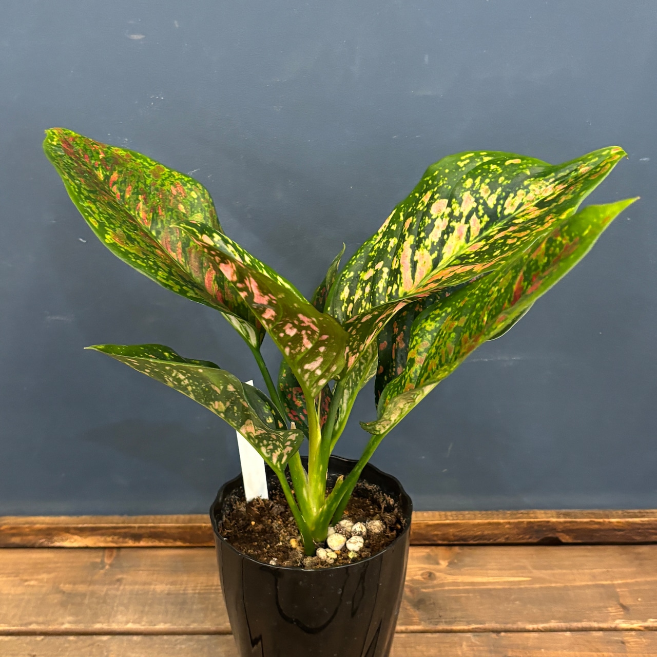 アグラオネマ ビーナス【281】