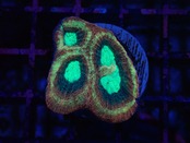 Favia Frag 1