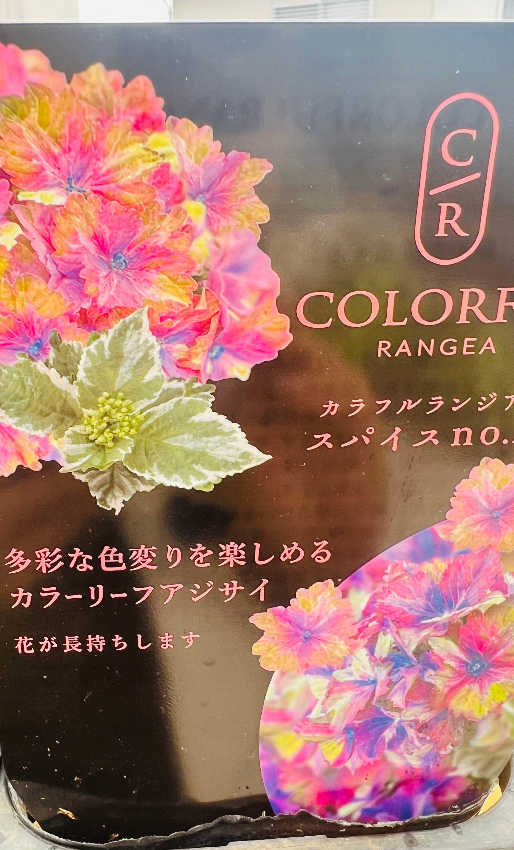 紫陽花 カラフルランジア スパイスNO.2〔4号〕紫陽花 大栄花園 苗木