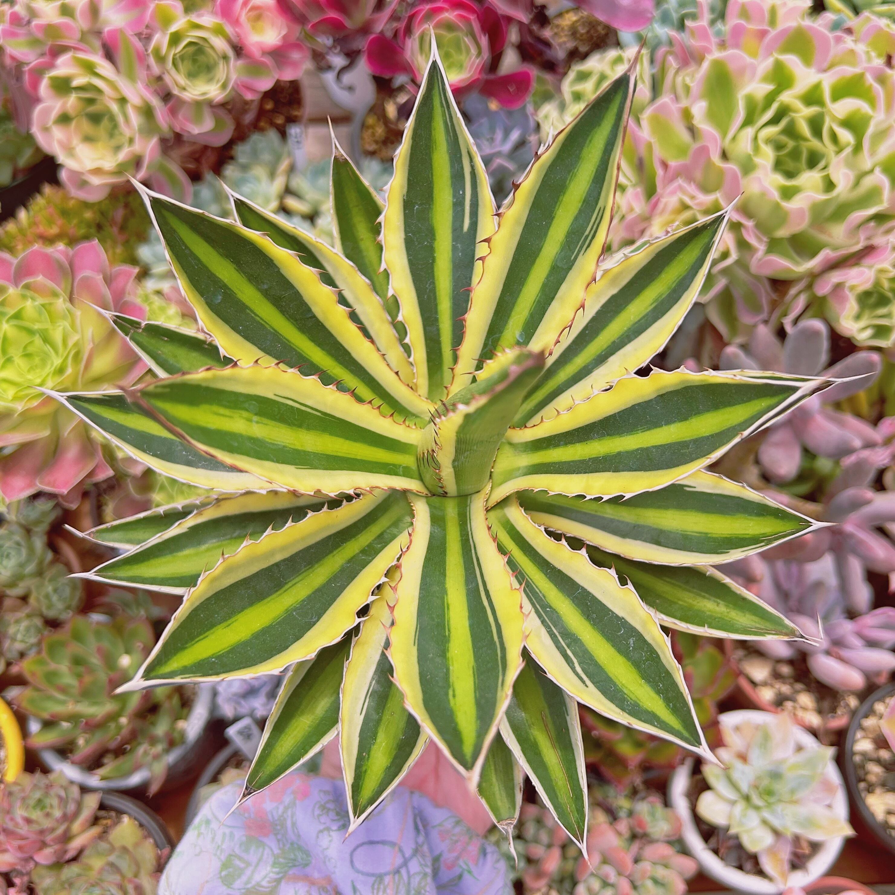 #276現物　多肉植物　五色万代錦　特大　抜き苗