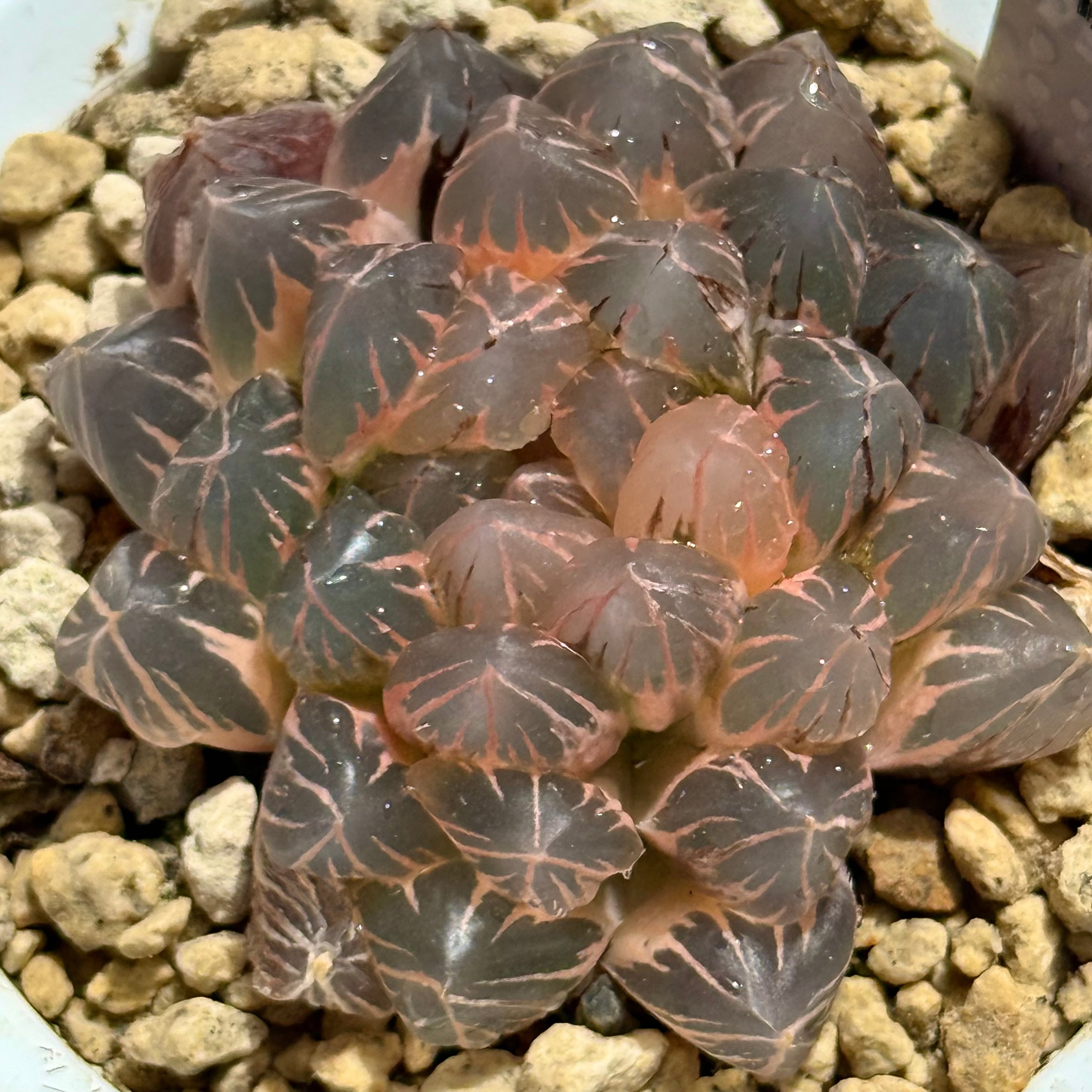 紫王オブツーサ錦 B157 糊斑超美株 | 珍しいハオ楽園