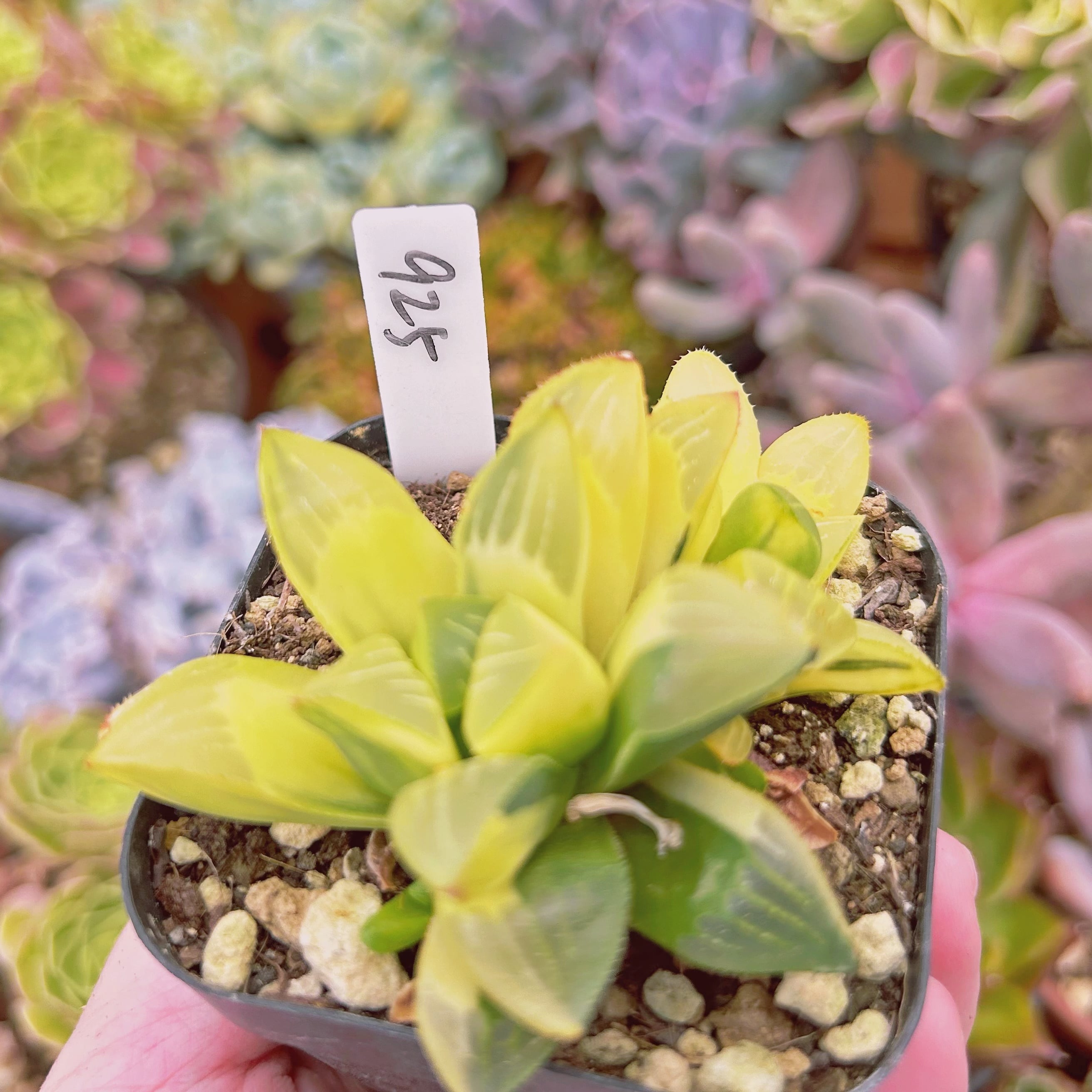 925現物 多肉植物 姫寿錦 抜き苗 | るる農園~多肉植物専門 925現物 多肉植物 姫寿錦 抜き苗 | るる農園~多肉植物専門