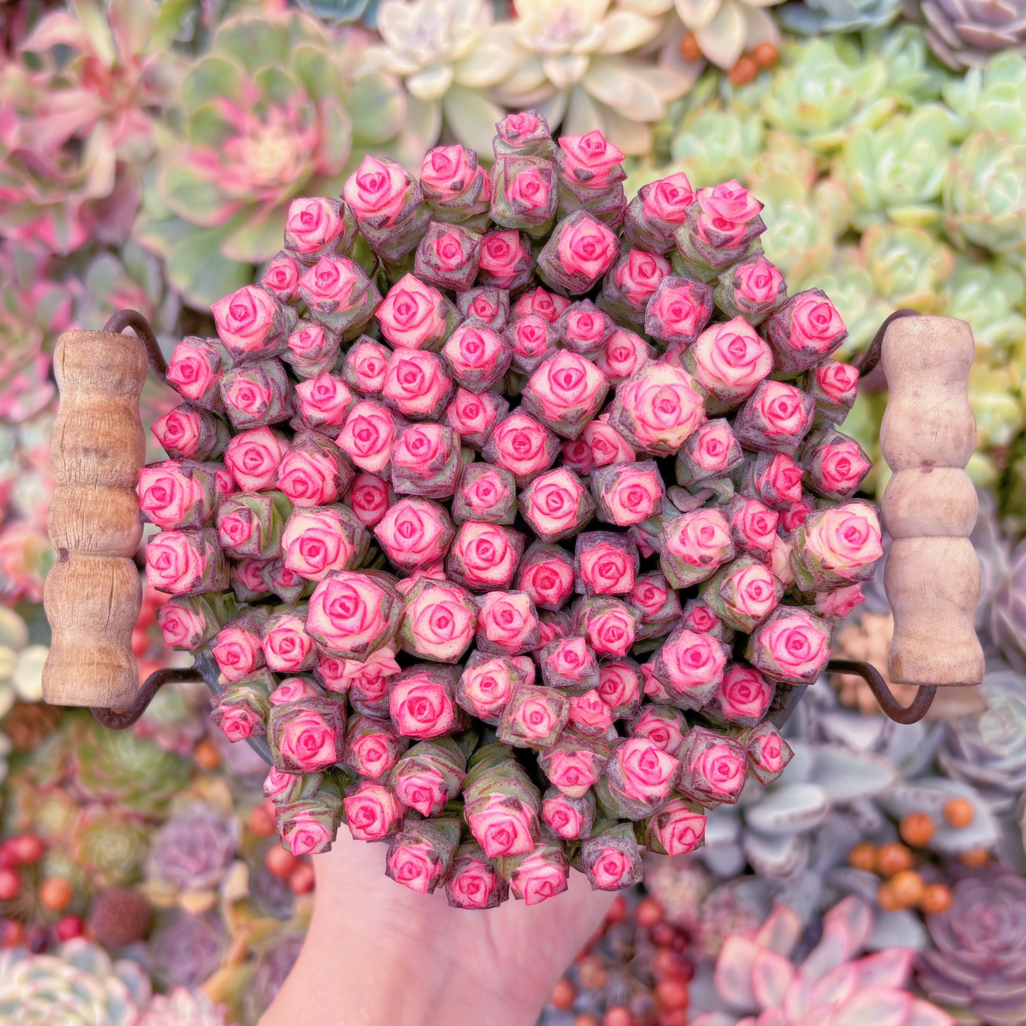 現品　crassula fantasy(赤錦)#3022　約90頭　新入荷　るる農園