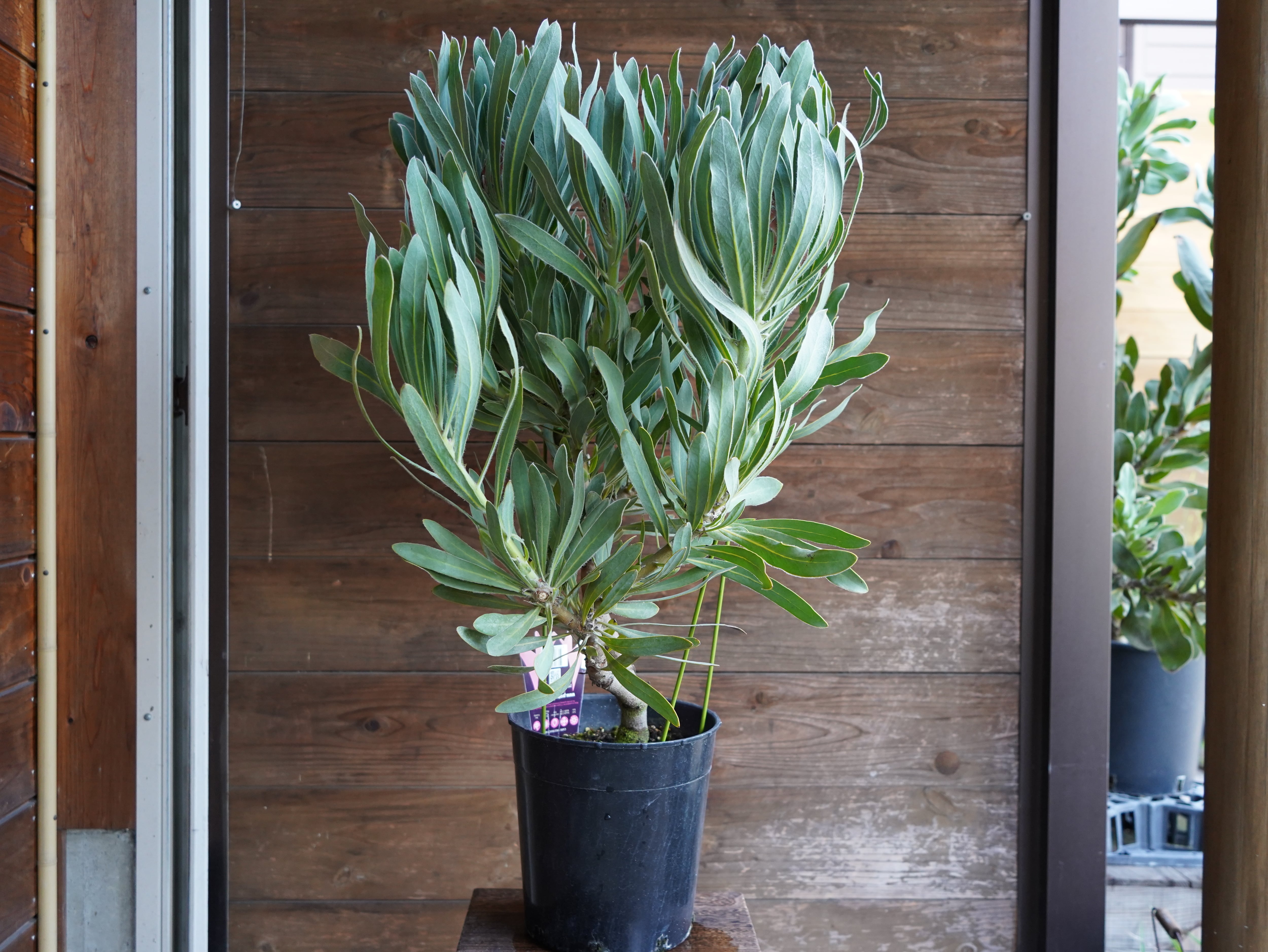 【現物】プロテア　”ポッサムマジック”