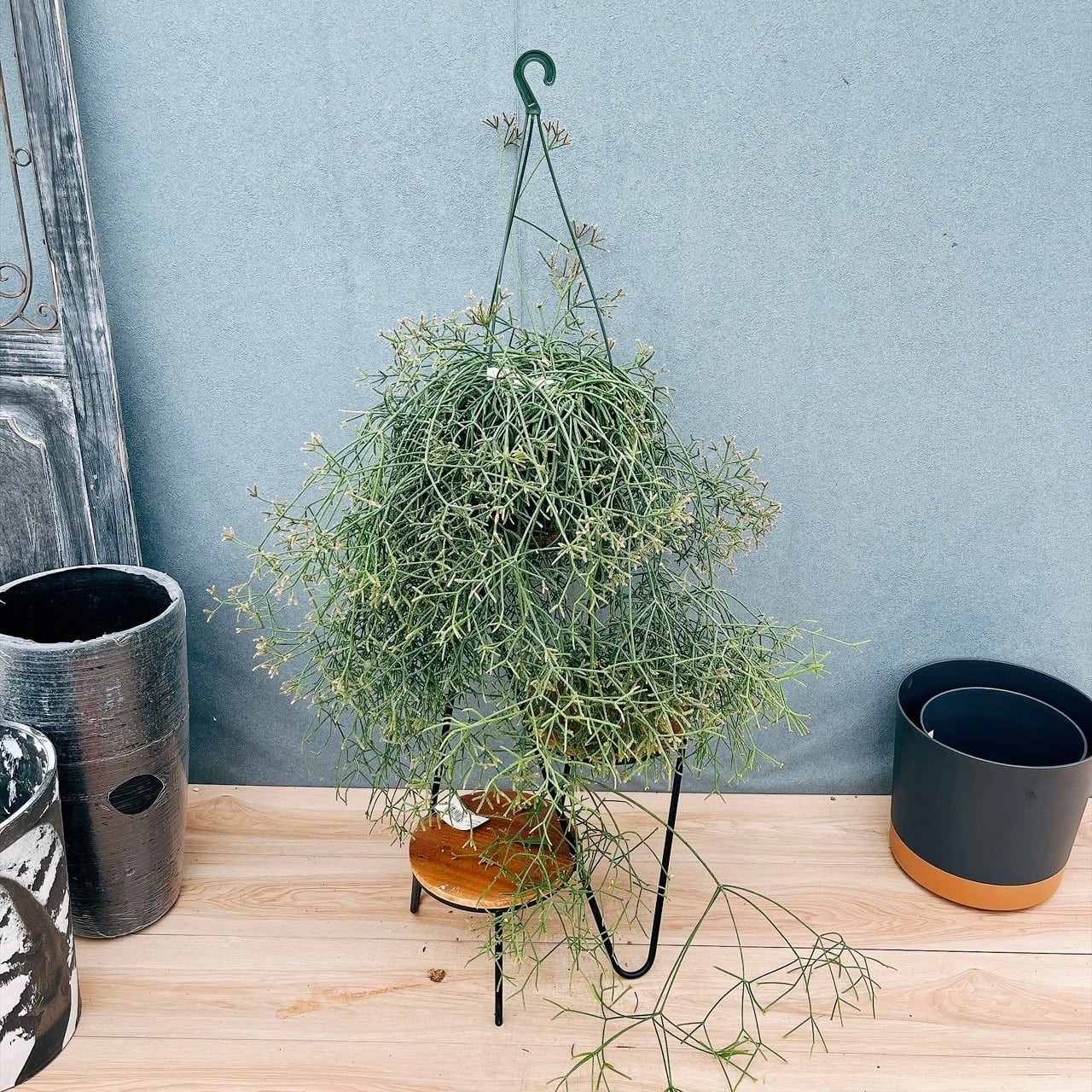 ［現品］【希少】41番　ユッカロストラータランチョンブルー　8号　観葉植物　レア 現品］【希少】41番 ユッカ ロストラータ ランチョンブルー 8号 観葉