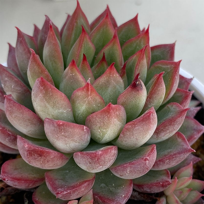 現物商品】女雛 メビナ めびな | 多肉植物研究所