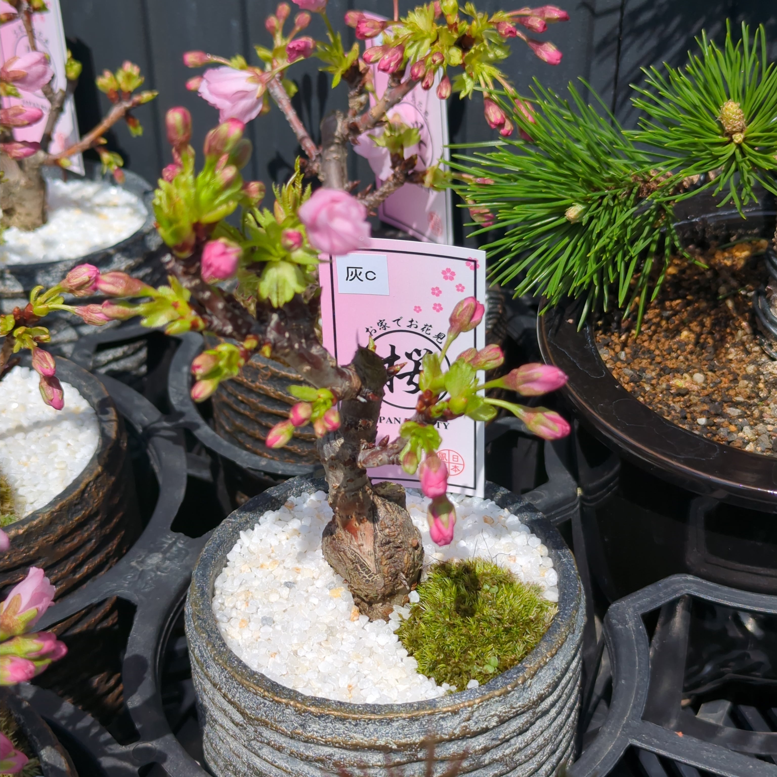 とても可愛い 庭桜の盆栽 4鉢セット 最高の出来です♪♪♪ 激安の投売り さくら盆栽 4号鉢（陶器鉢・化粧砂付き）旭山桜 ミニ盆栽 | BRIDGE GARDEN