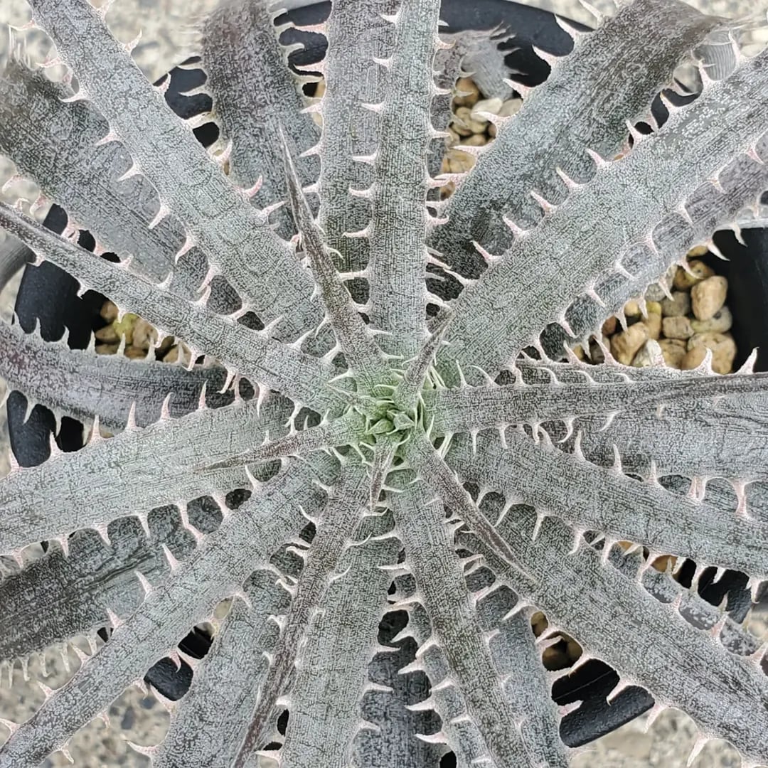 F00423_Dyckia delicata (Seed from Brazil)：ディッキア