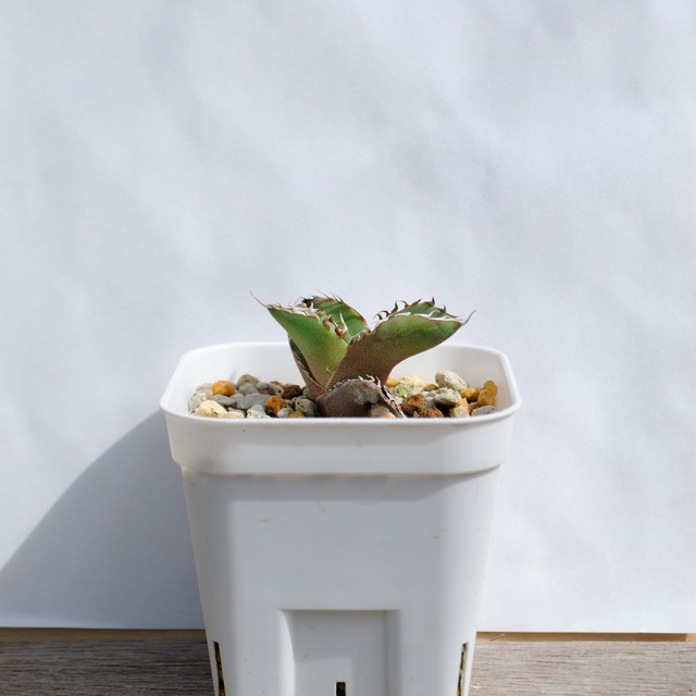 【更新しました！】アガベ チタノタ カニ 螃蟹 crab