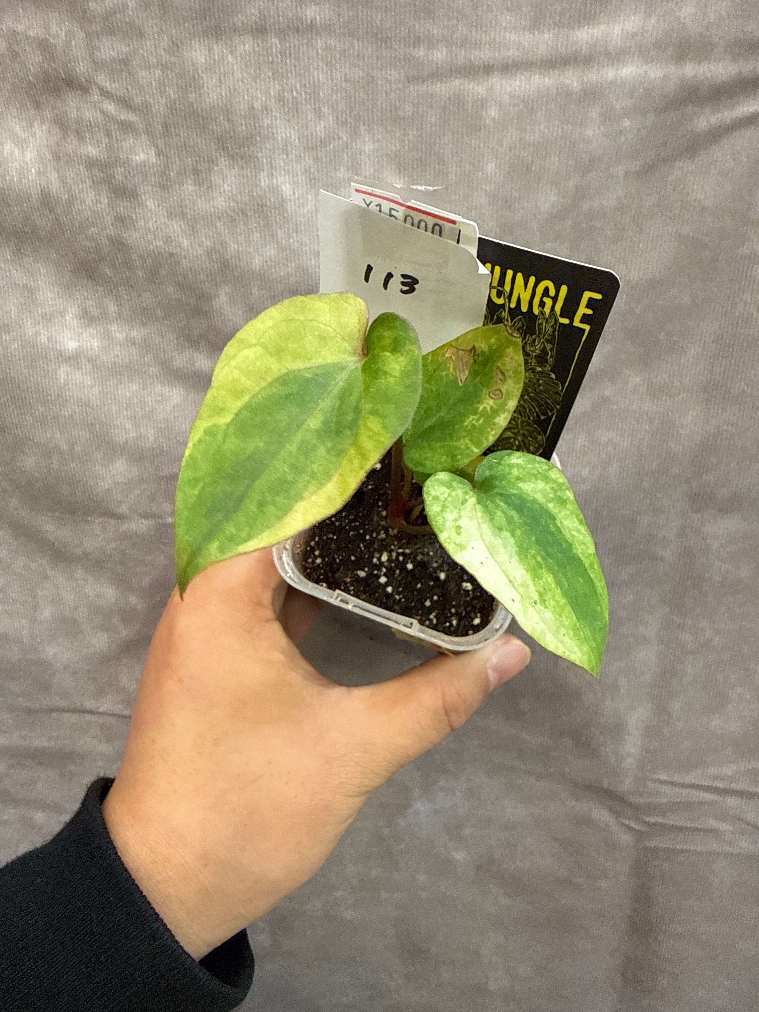 123.. Alocasia Jacklyn variegata / アロカシアジャックリン斑入り