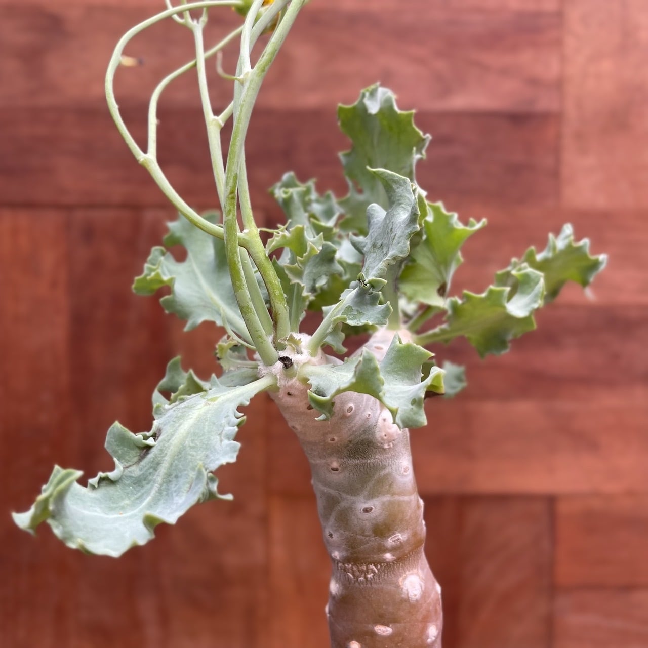 No.41 希少 othonna オトンナ クレムノフィラ 実生 Othonna cremnophilaオトンナ・クレムノフィラ・実生 | RIMO\u0027S