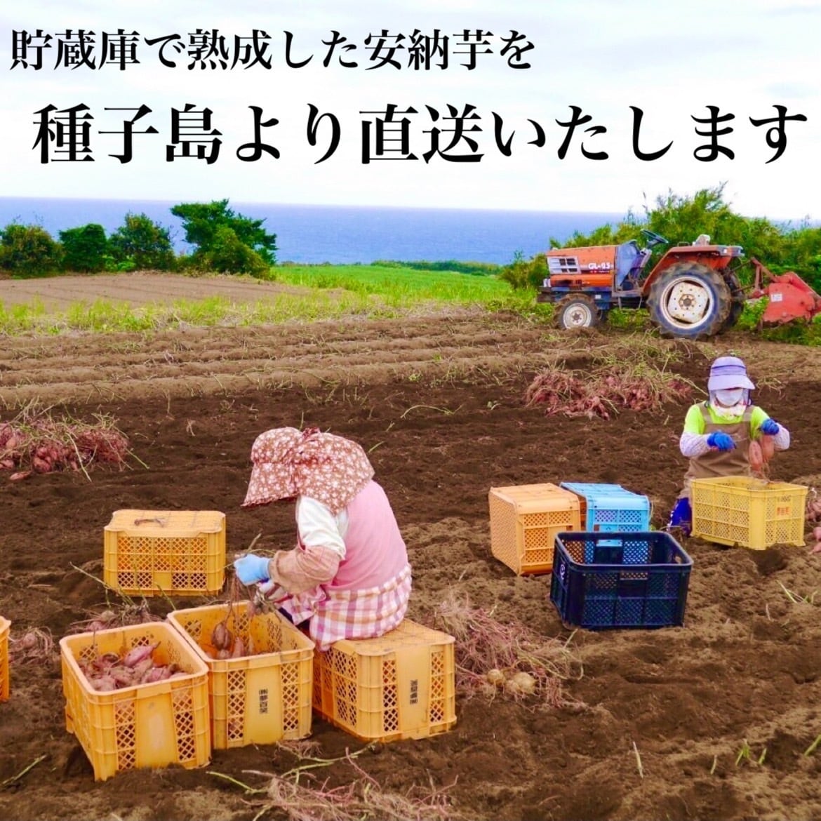 安納芋 3Sサイズ 10kg｜箱別 | aimo農園