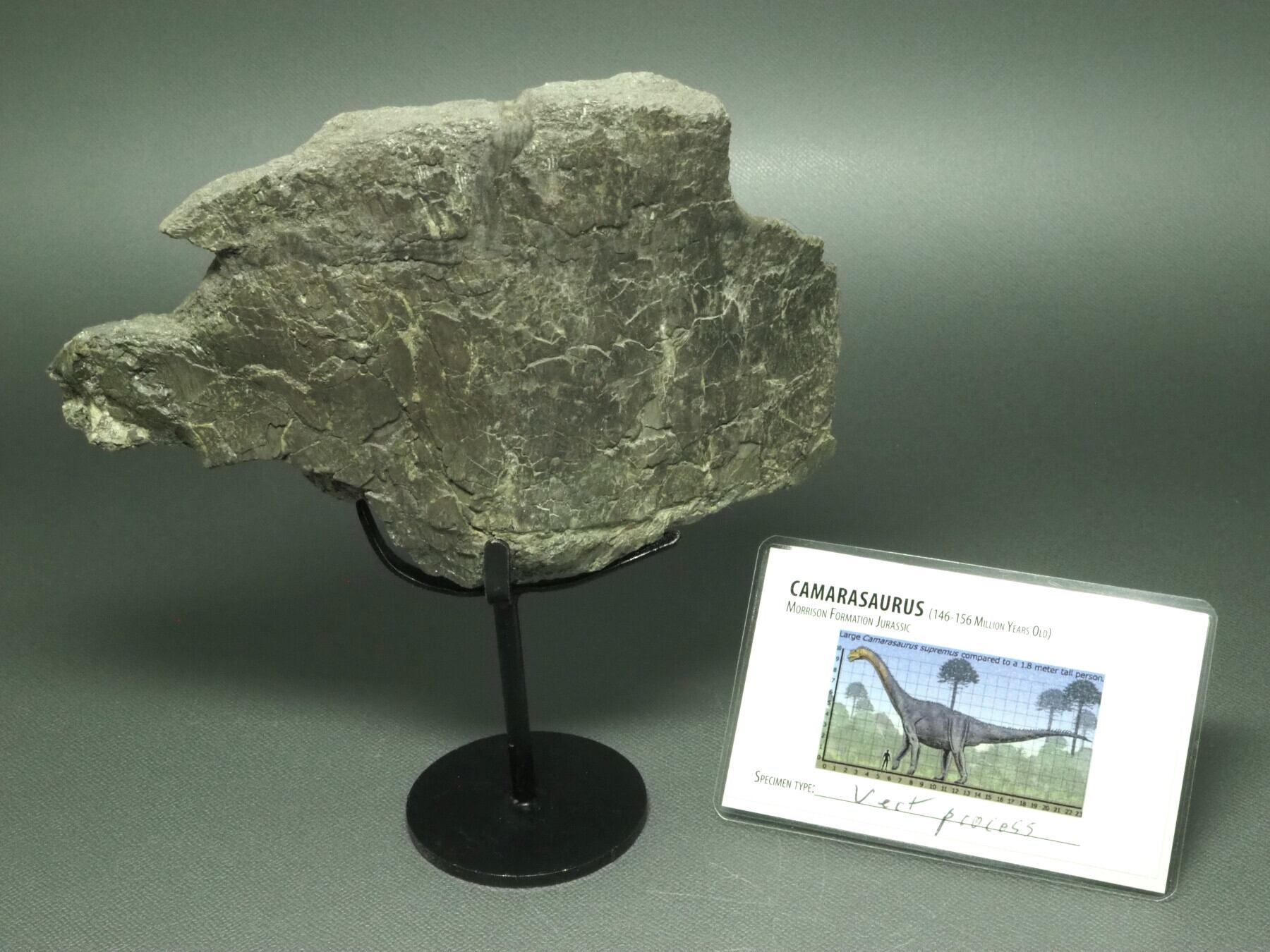 カマラサウルスの脚部【Camarasaurus sp.】アメリカ・モリソン累層 産