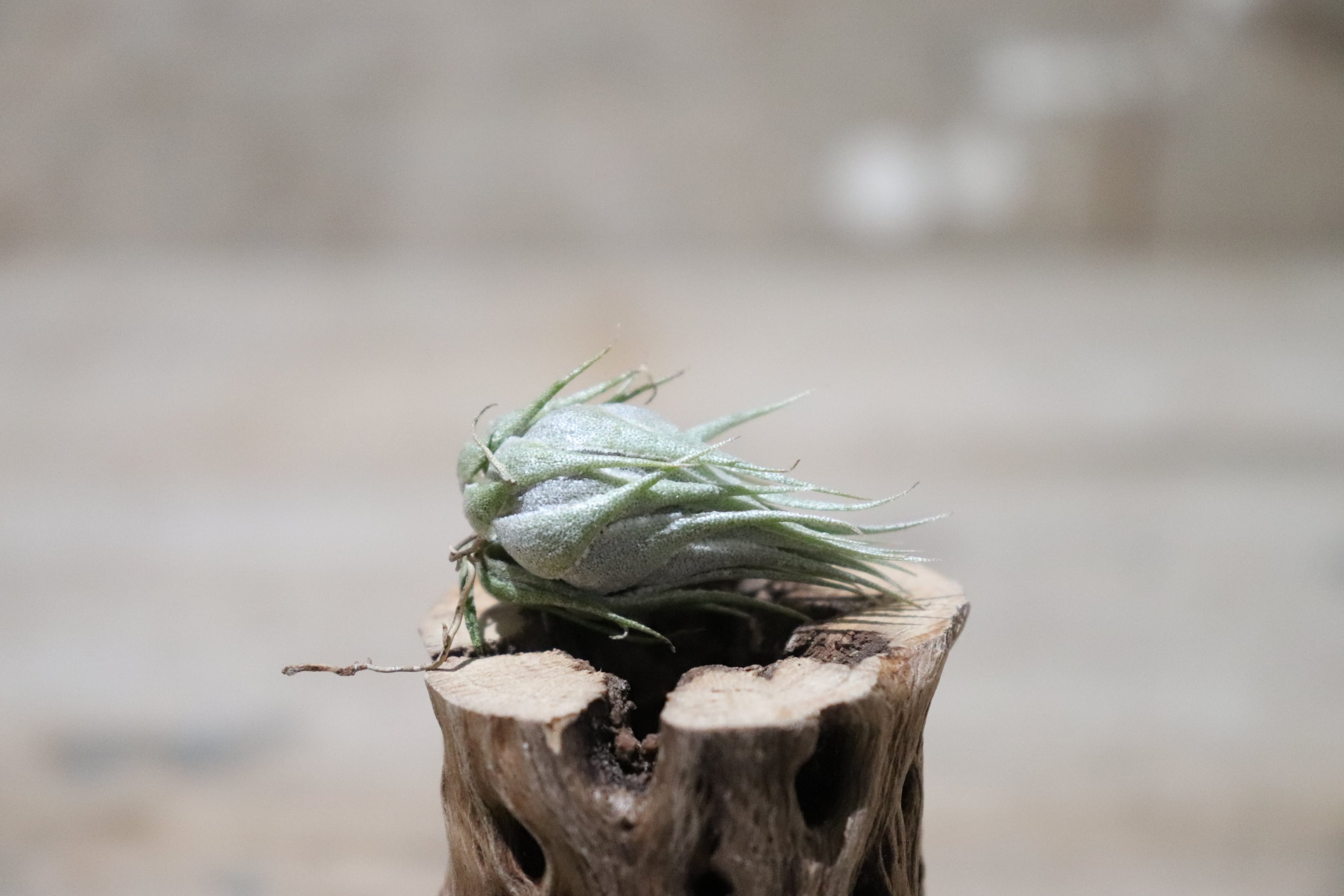送料無料】kautskyi〔エアプランツ〕現品発送T1666 | plane plants