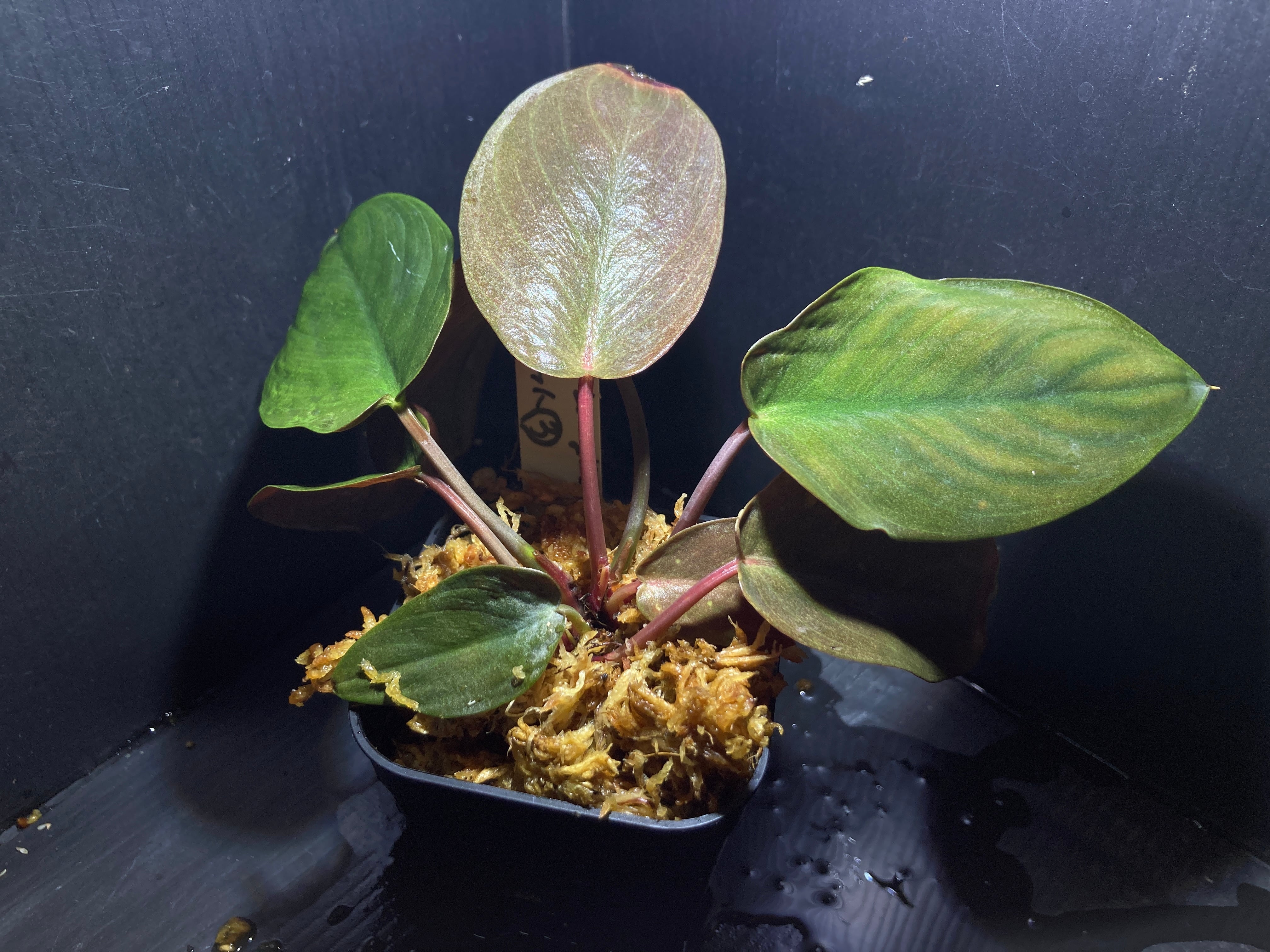 Homalomena sp. Mamasa 