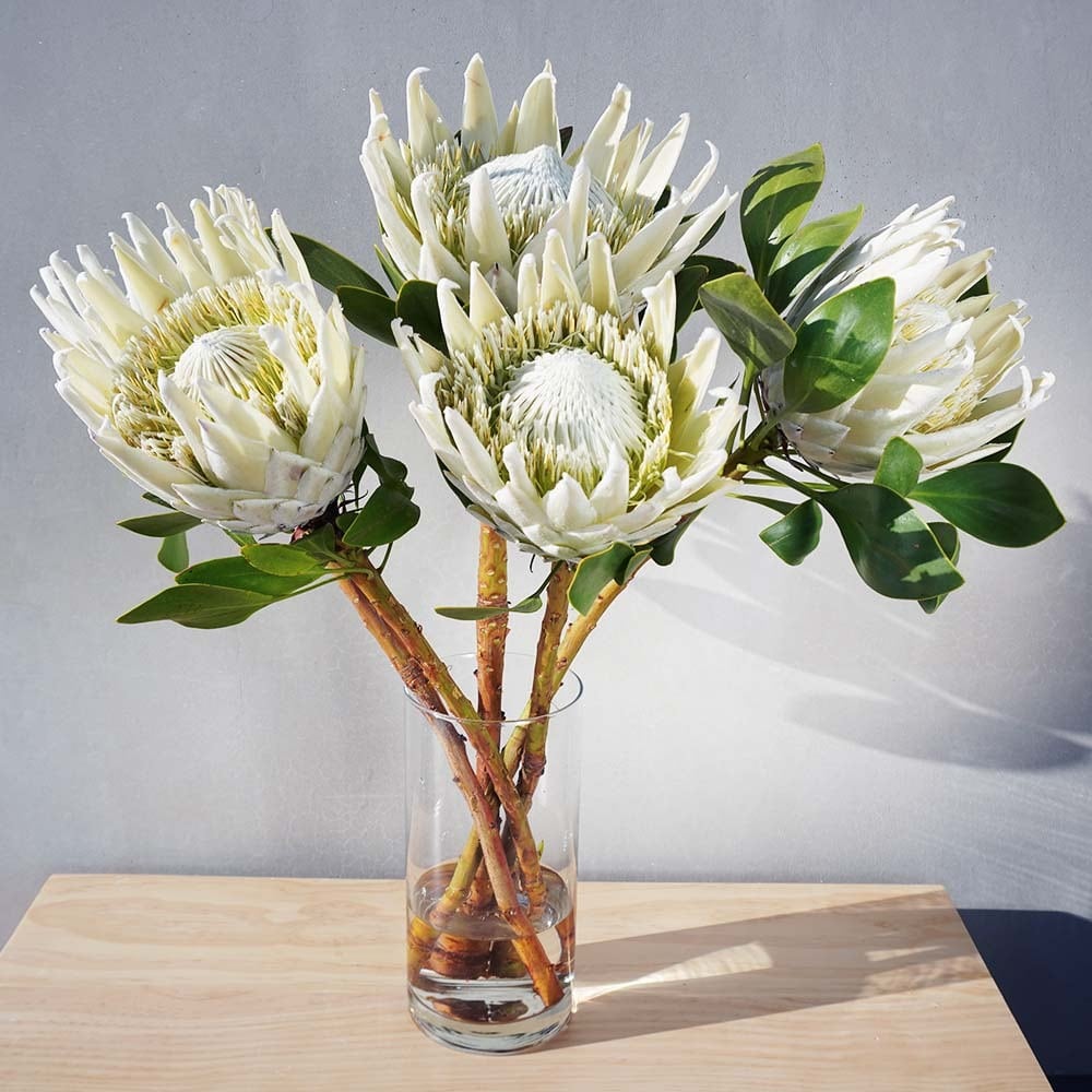 キングプロテア ホワイト系 よいはな Yoihana 最高品質のお花をお届けするネット通販
