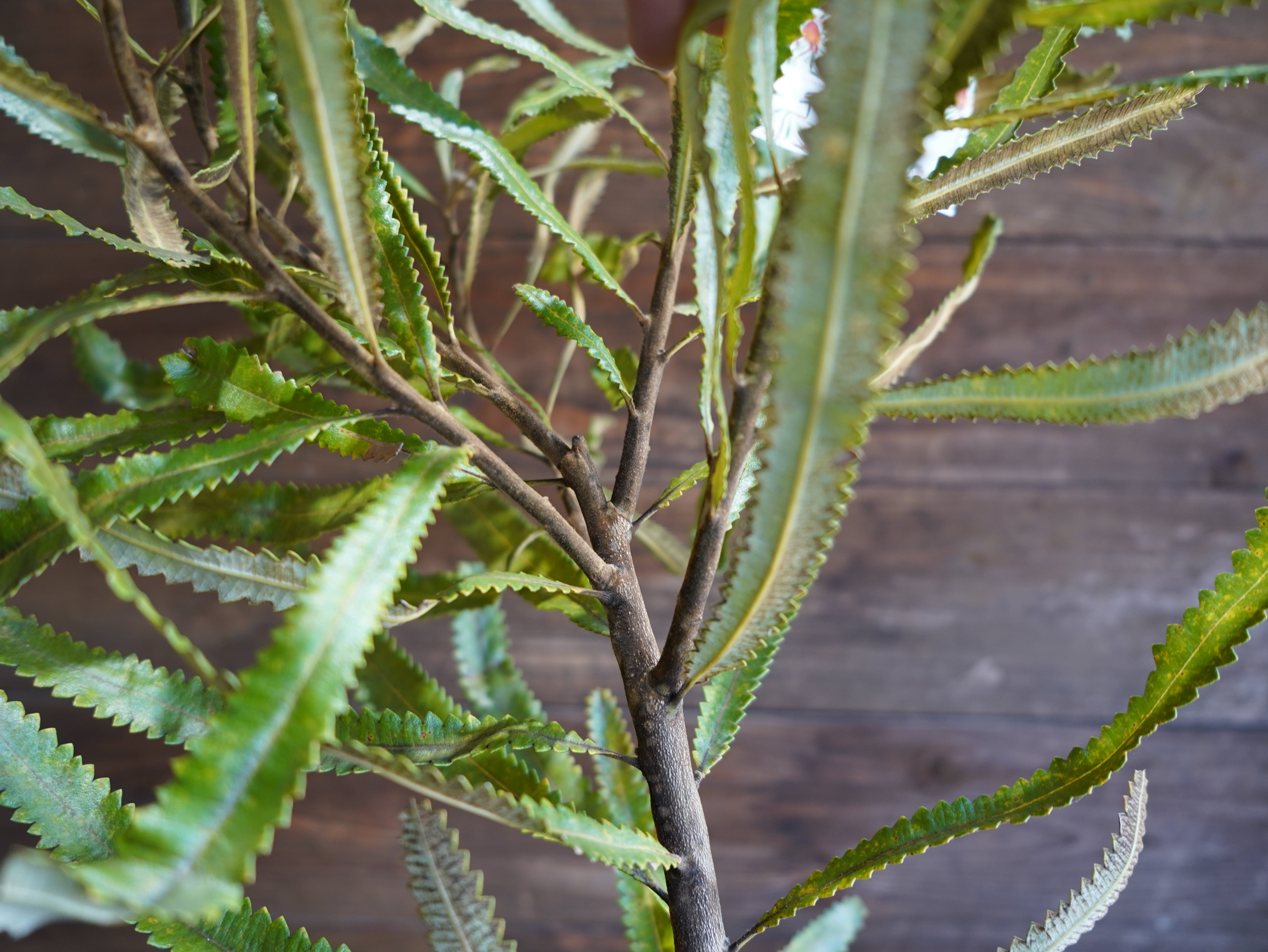 【現物】バンクシア　”バーデッティ”　C