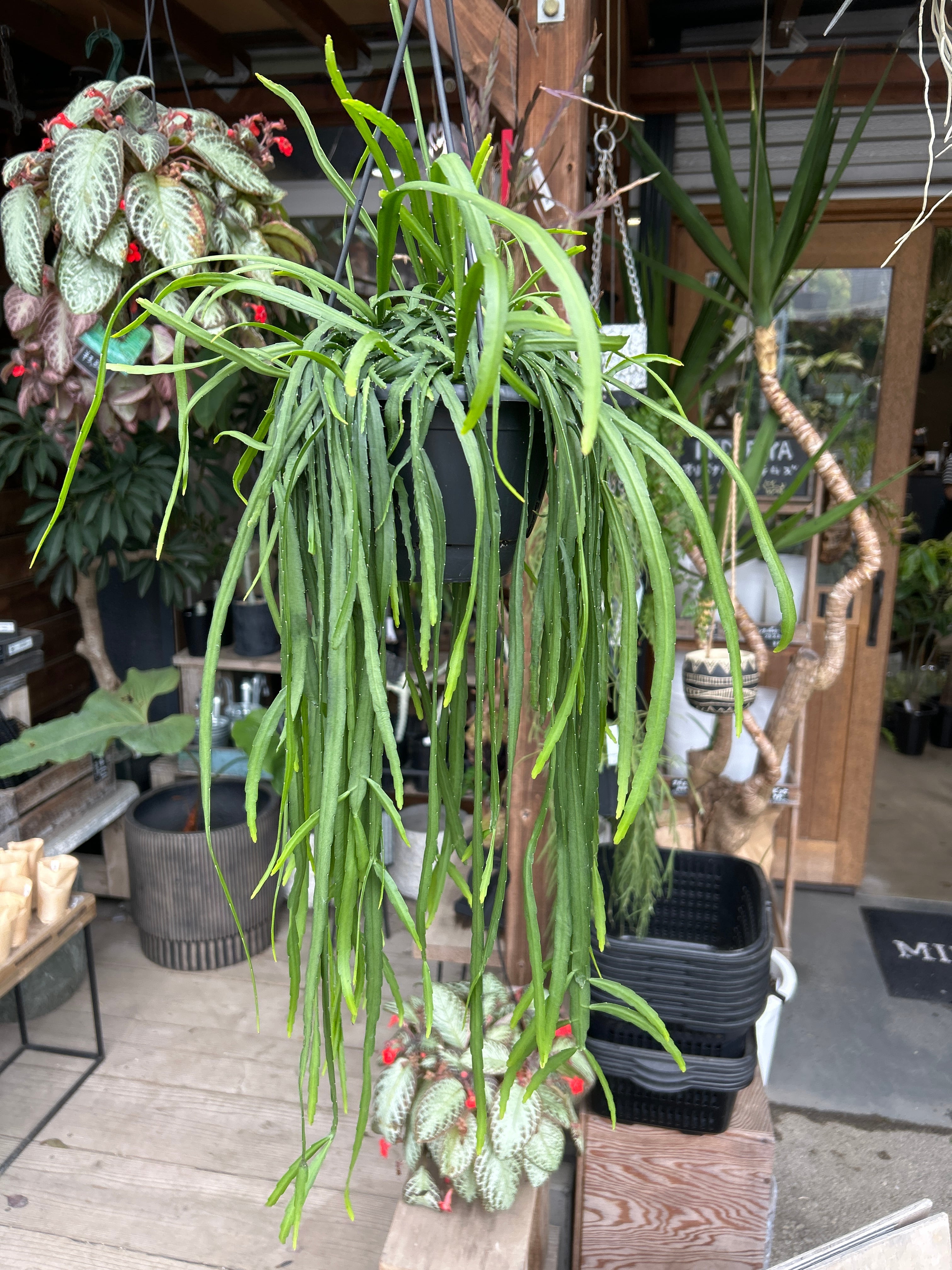 リプサリス ホルビアーナ | MIDORIYA 観葉植物専門店