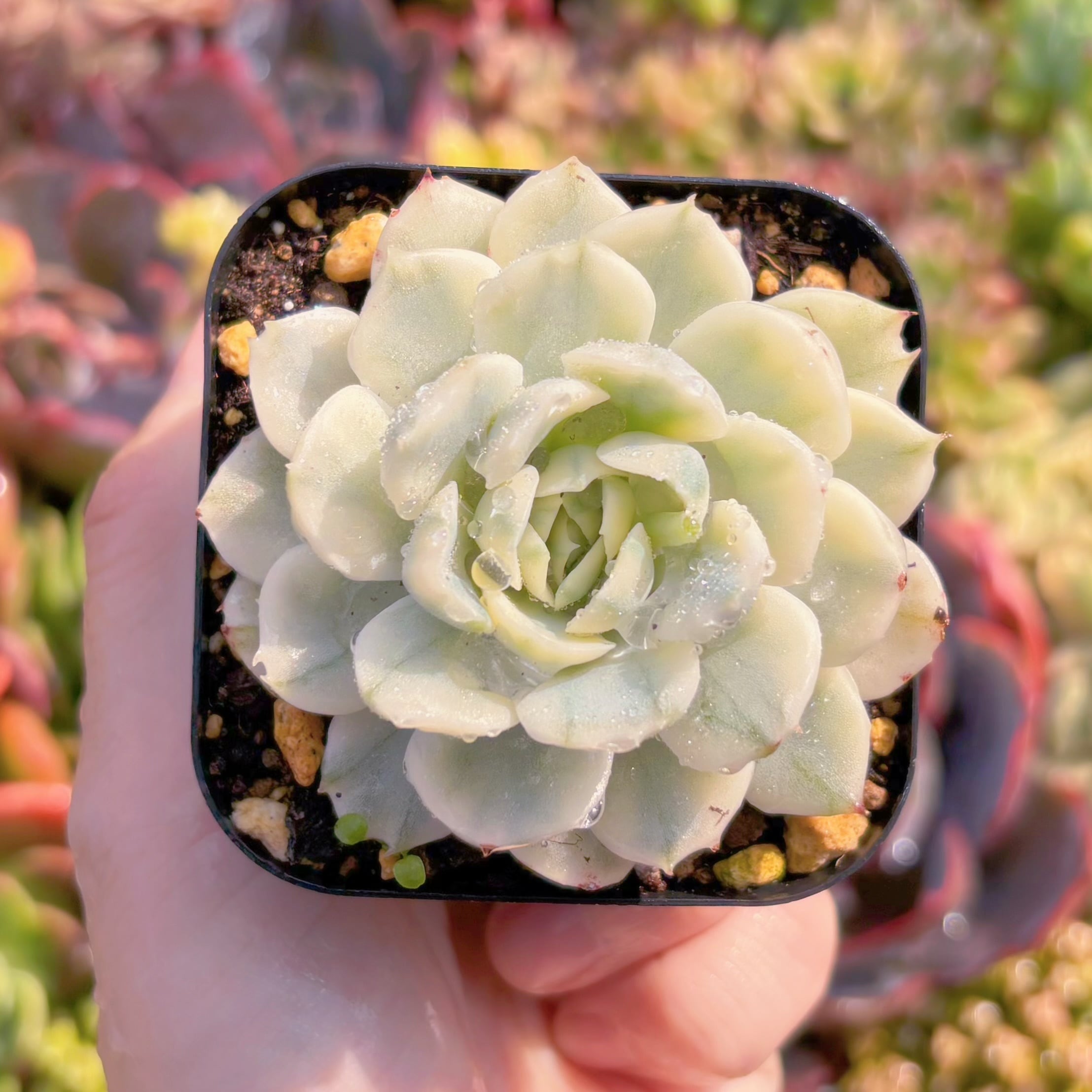 現品　クリームベリー錦#K125　るる農園