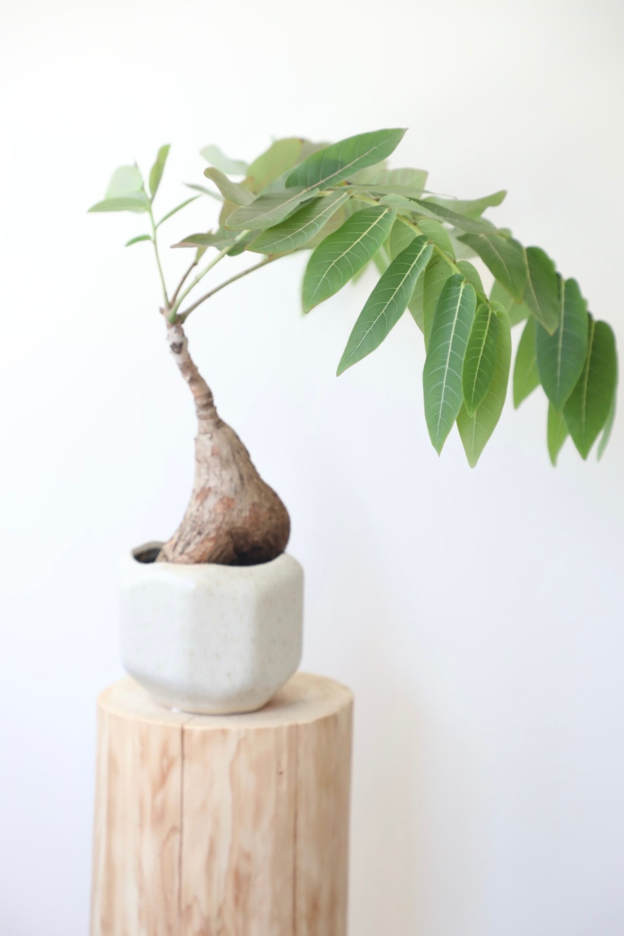 フィランサス ミラビリス/Phyllanthus mirabilis ※陶器鉢付き | 【厳選