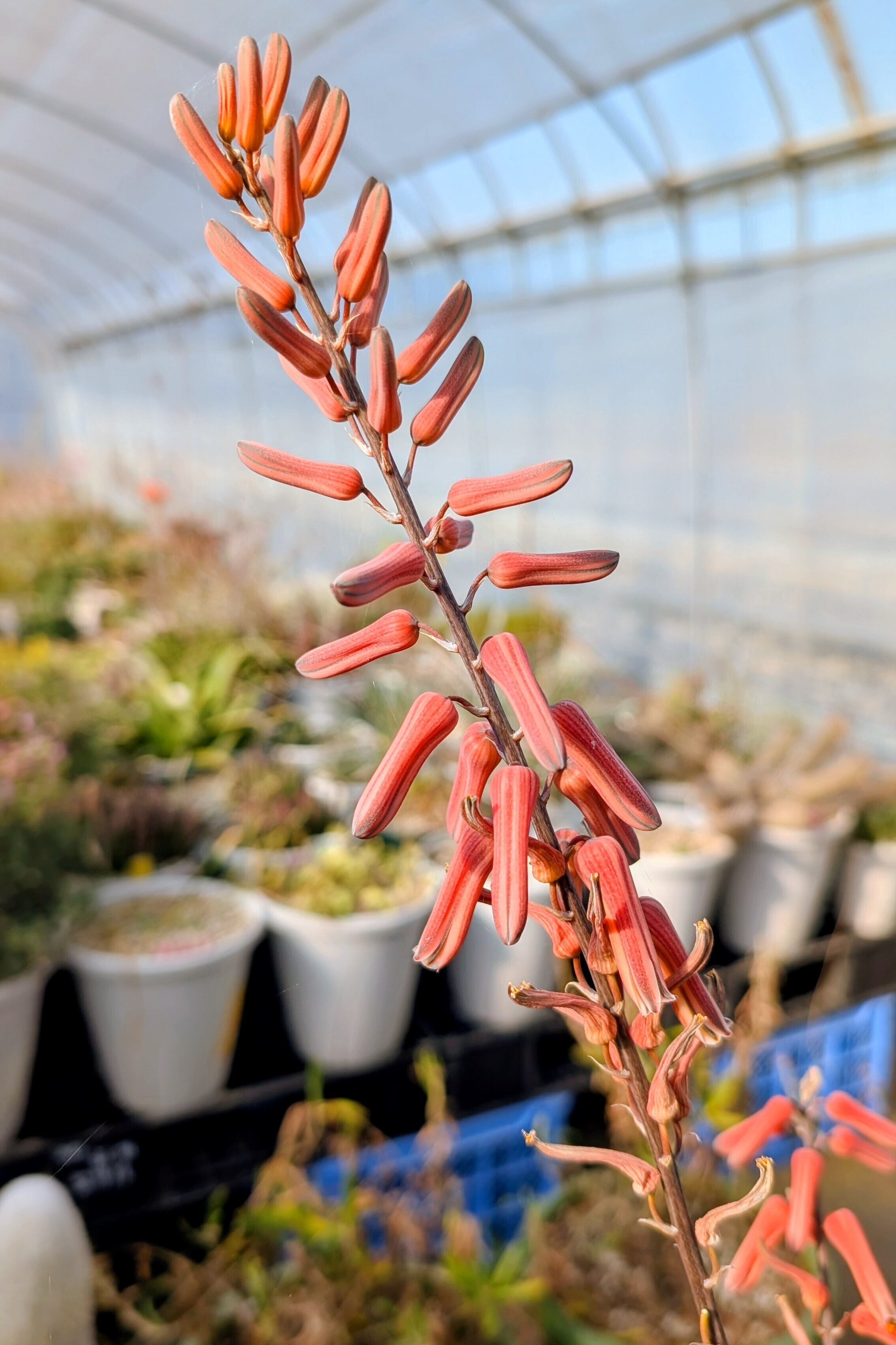 種子(少量パック)/10粒】Aloe somaliensis var. somaliensis (Borama